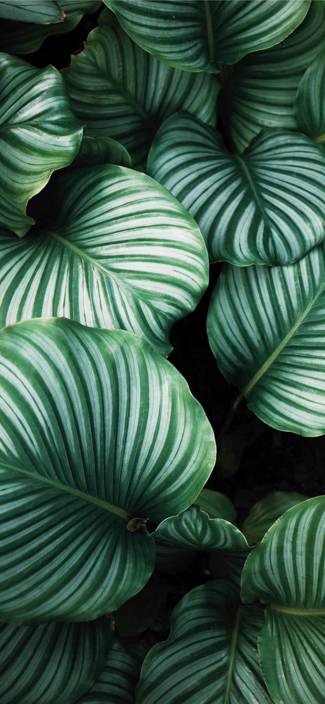 1125x2436 Indoor Plants Wallpaper
