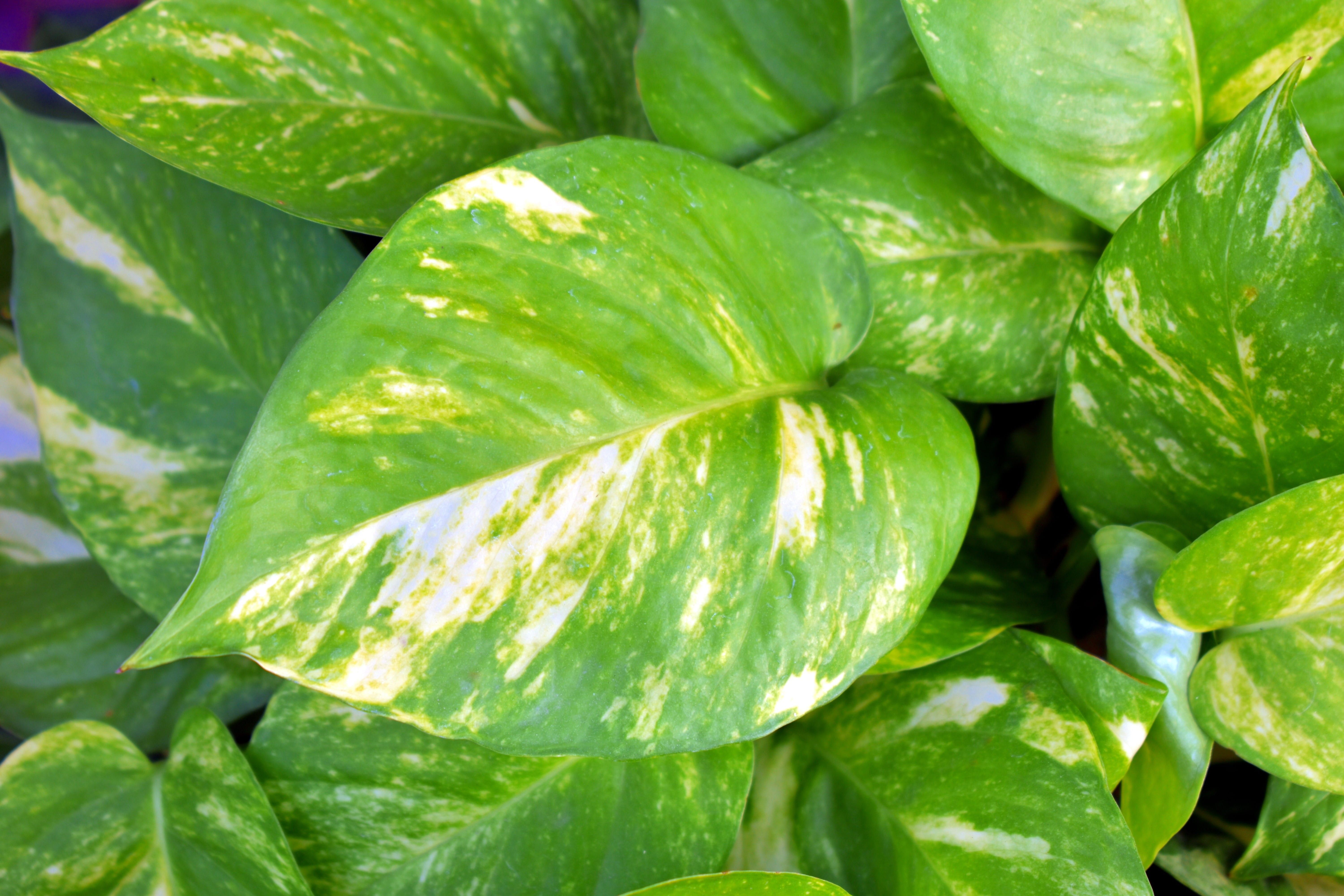 6000x4000 money plant 1080P, 2k, 4k Full HD Wallpaper, Background Free Download