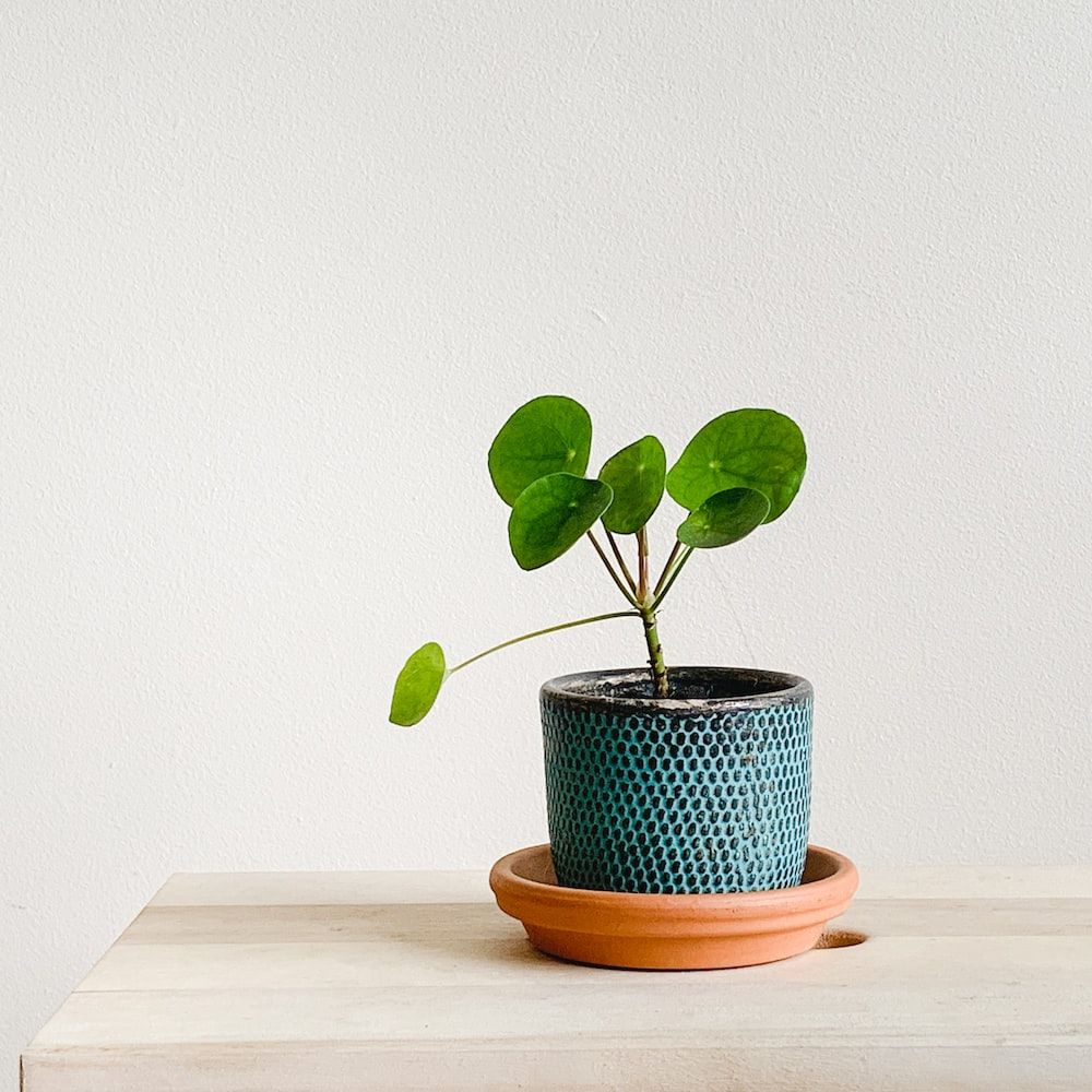 1000x1000 Money Plant Picture. Download Free Image