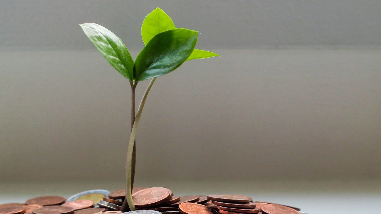 1600x900 Feng shui plants: Tips to grow lucky money plants