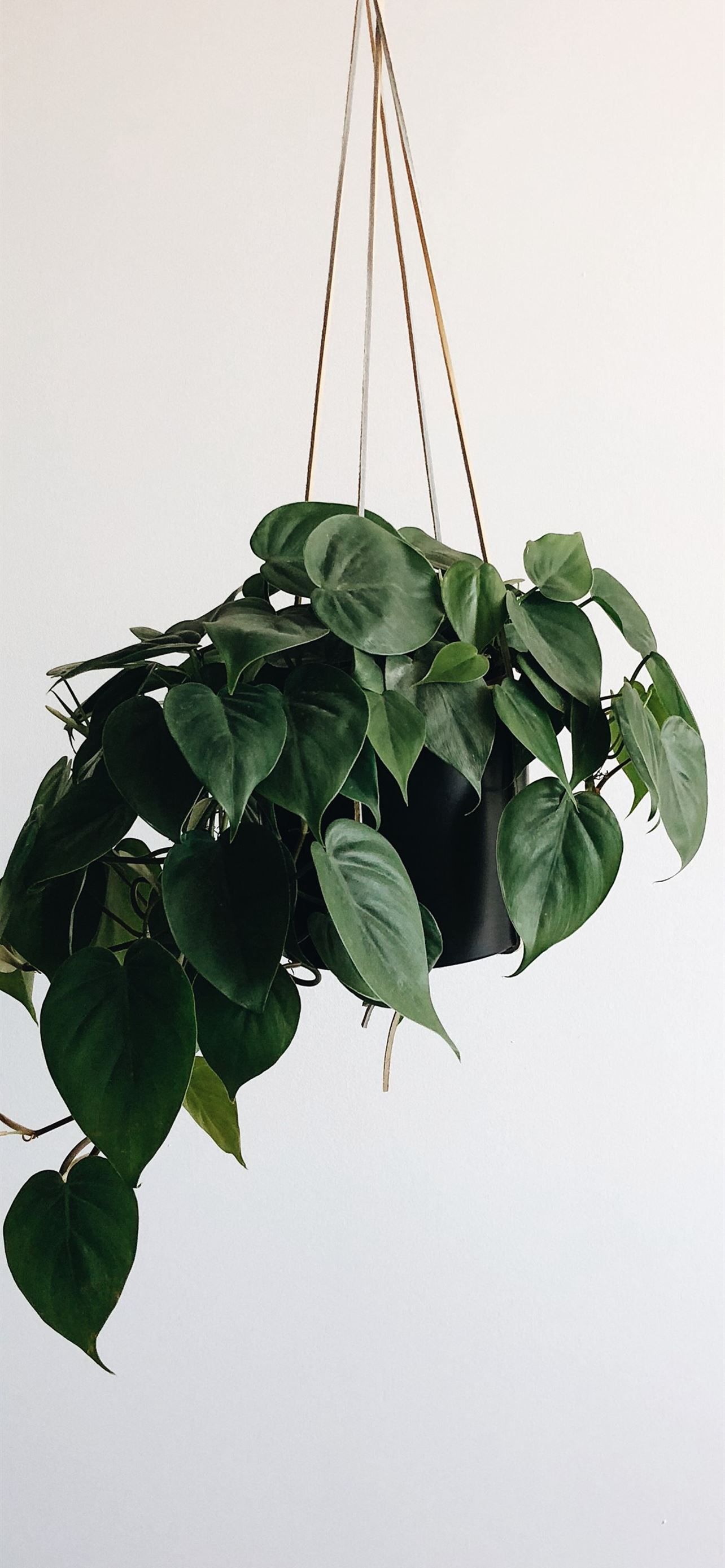 1284x2778 green leaves plant and black hanging pot rack iPhone Wallpaper Free Download