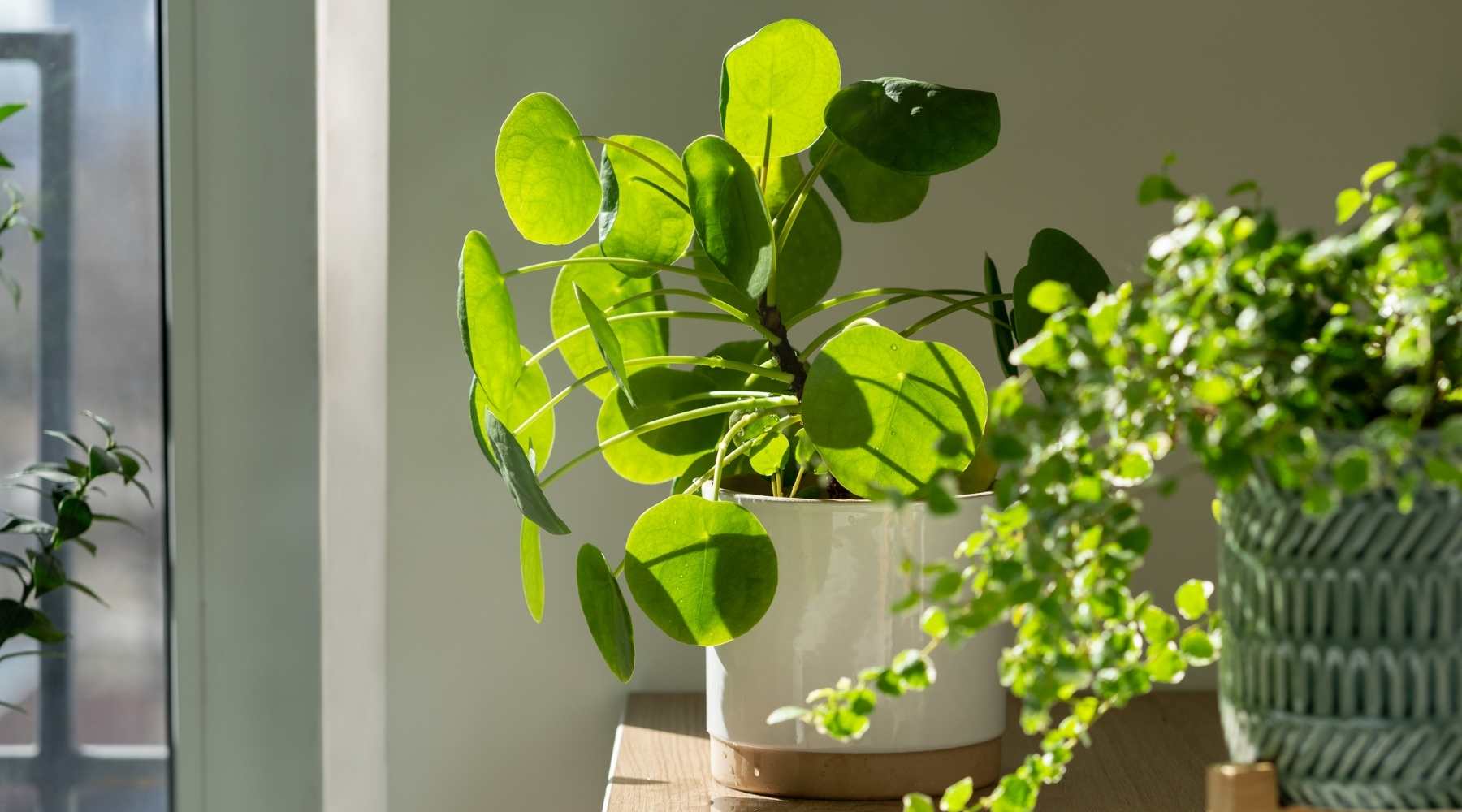 1800x1000 Advantages of Having a Money Plant
