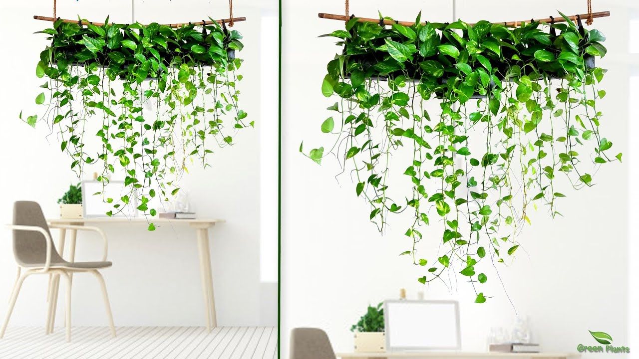 1280x720 Money Plants Decoration & Hanging Money Plants for Your Home//GREEN PLANTS