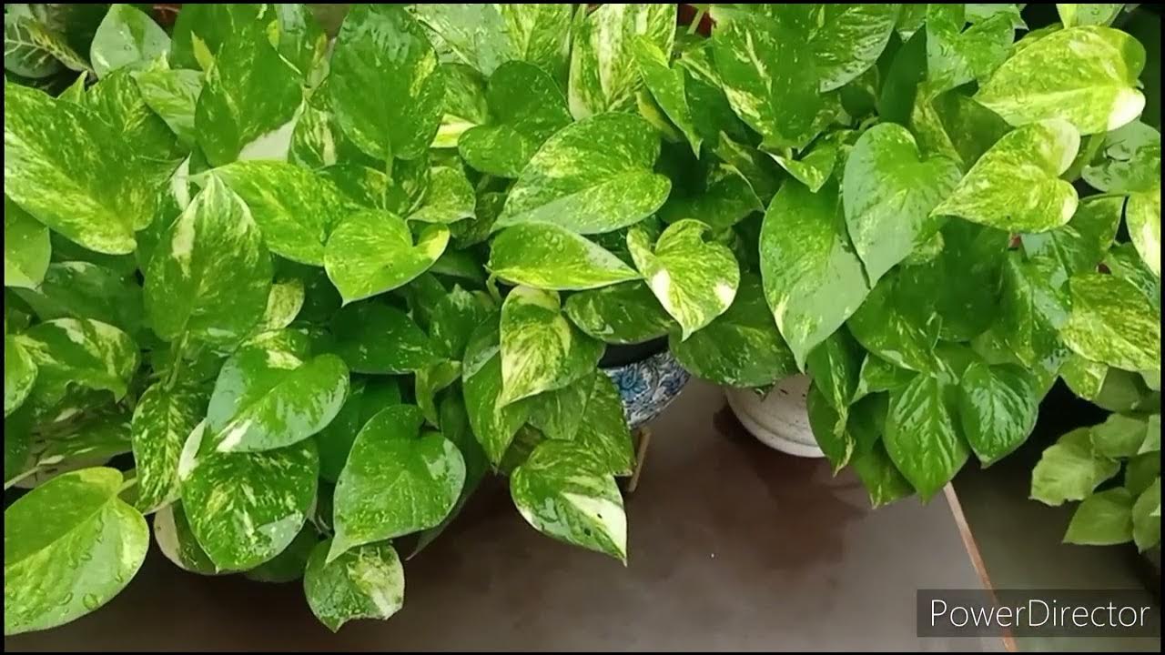 1280x720 Money Plant Winter Care in 3 simple steps
