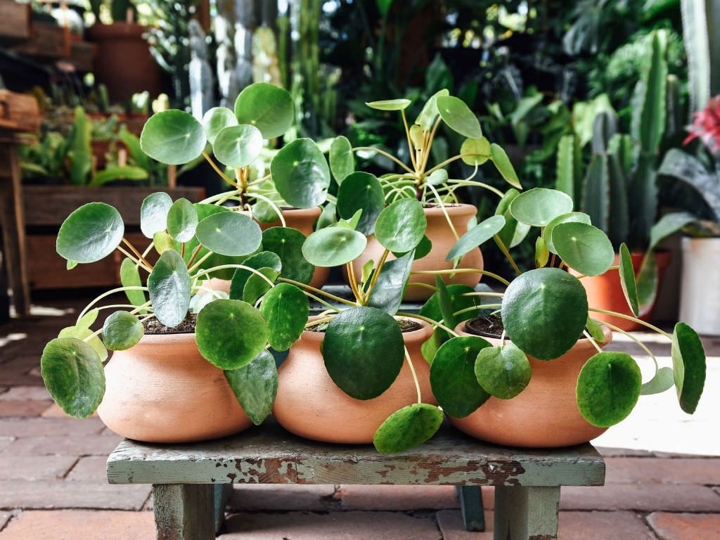 1024x768 Pilea peperomioides (Chinese Money Plant) of Succulents