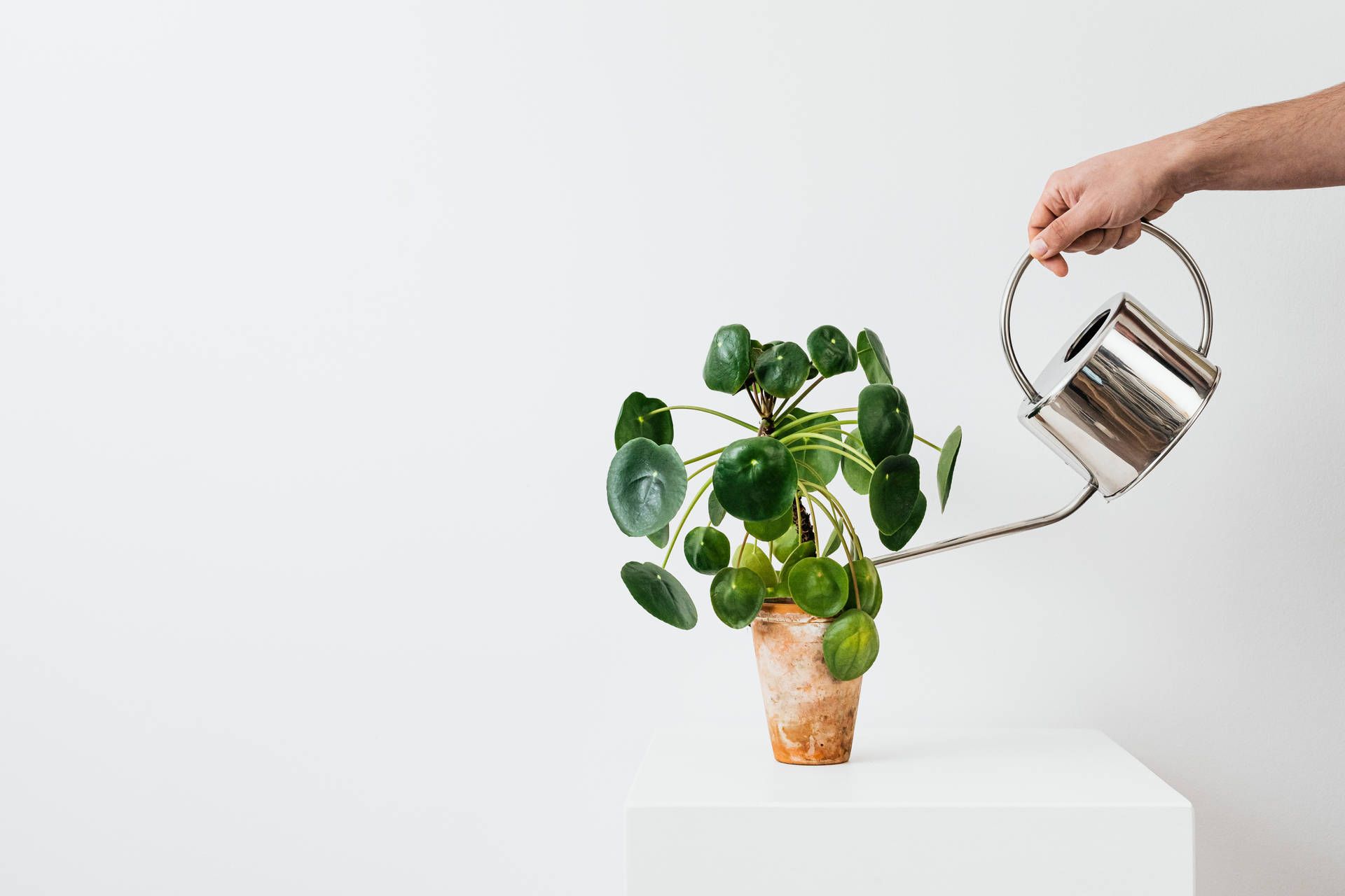 1920x1280 Download Chinese Money Plant Aesthetic Wallpaper