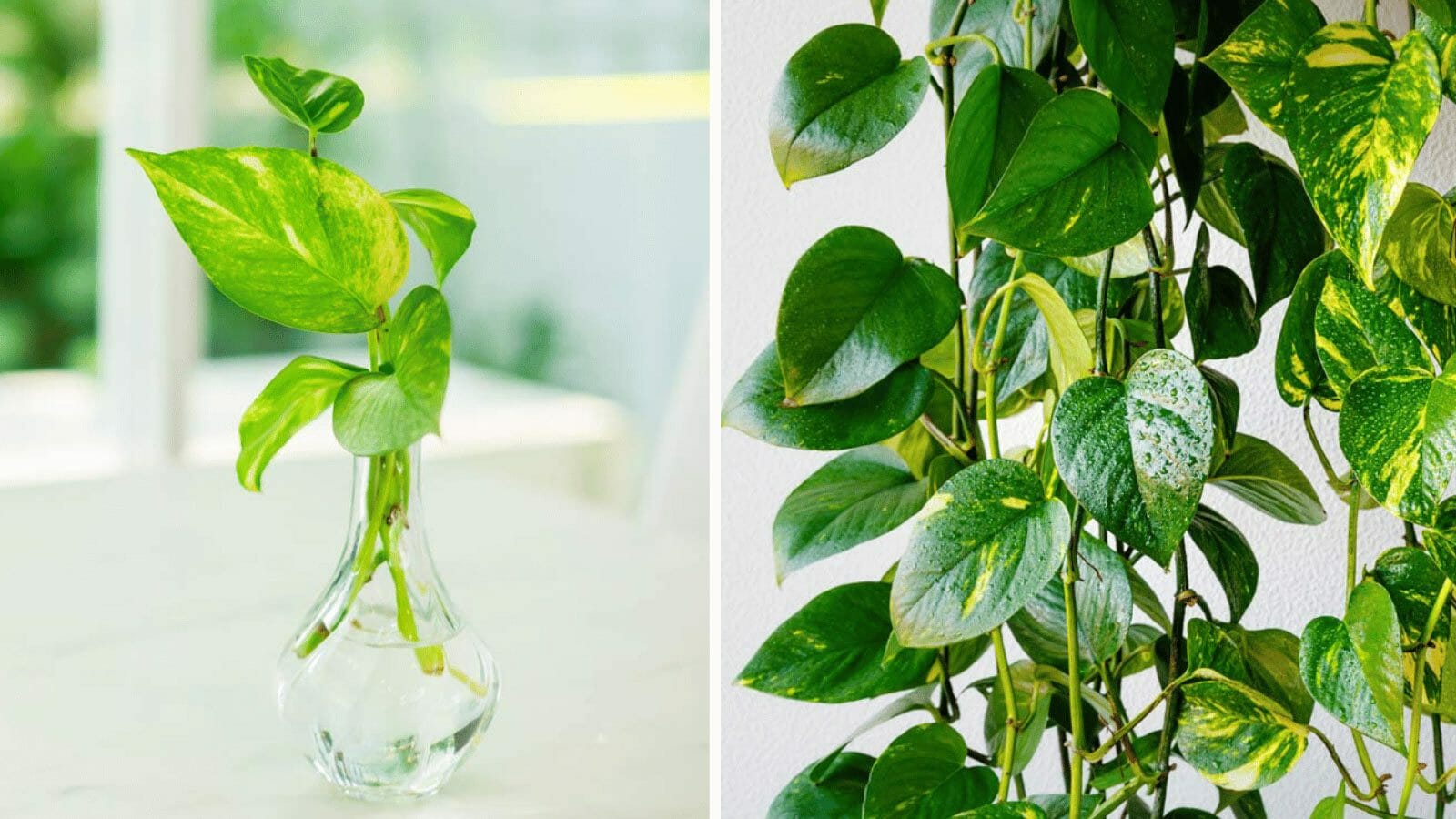 1600x900 Pothos Fertilizer: Best Way to Turn Your Plant Into a Beauty