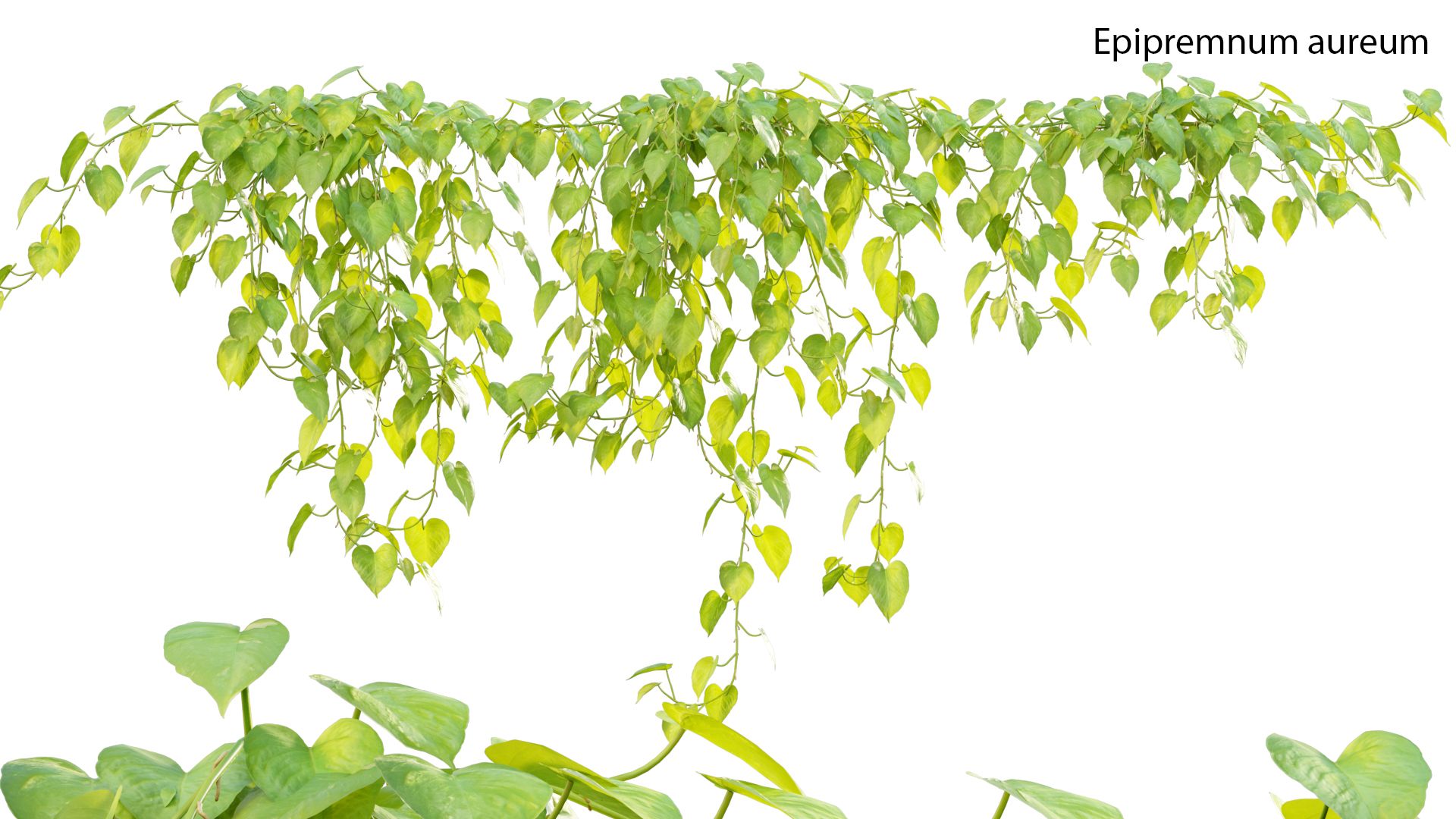 1920x1080 Epipremnum aureum plant (3D model)