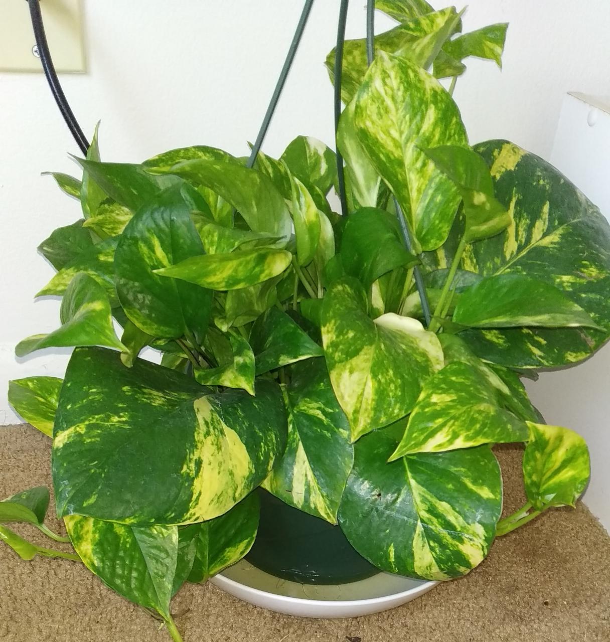 1216x1280 Green Money Plant at Homex1280 resolution wallpaper