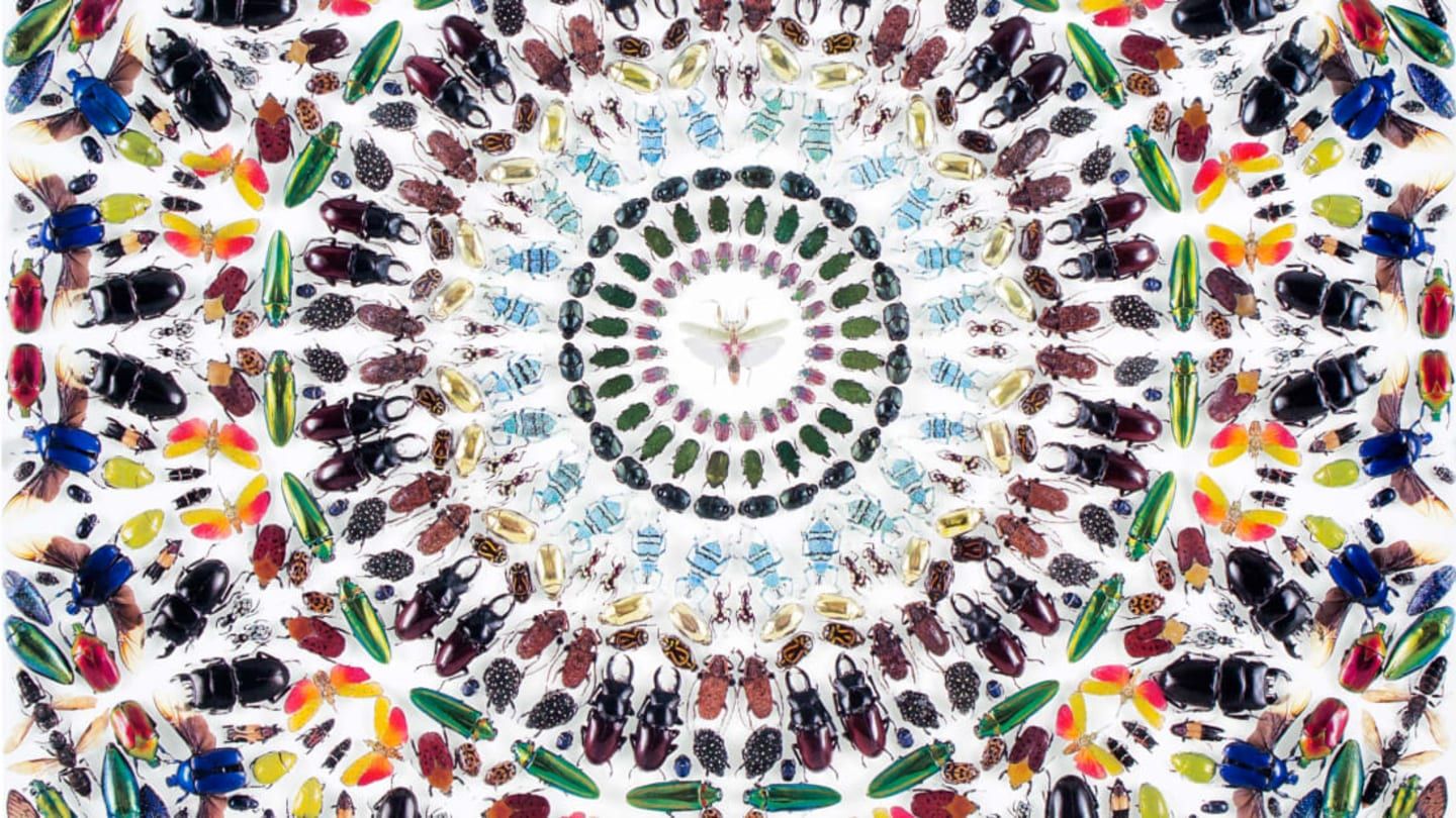 Damien Hirst Wallpapers - Top Free Damien Hirst Backgrounds