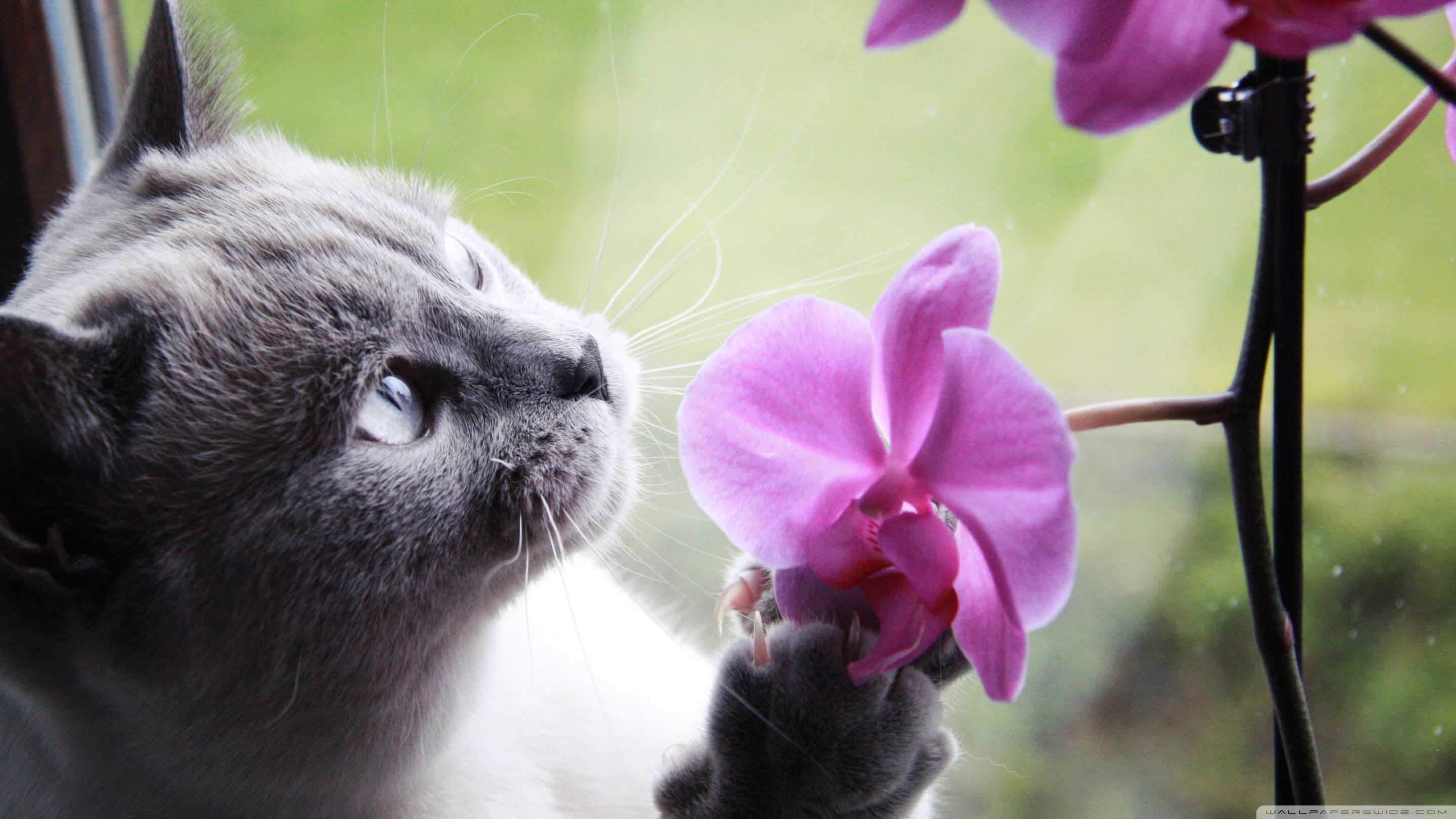 Smell Wallpapers Top Free Smell Backgrounds WallpaperAccess