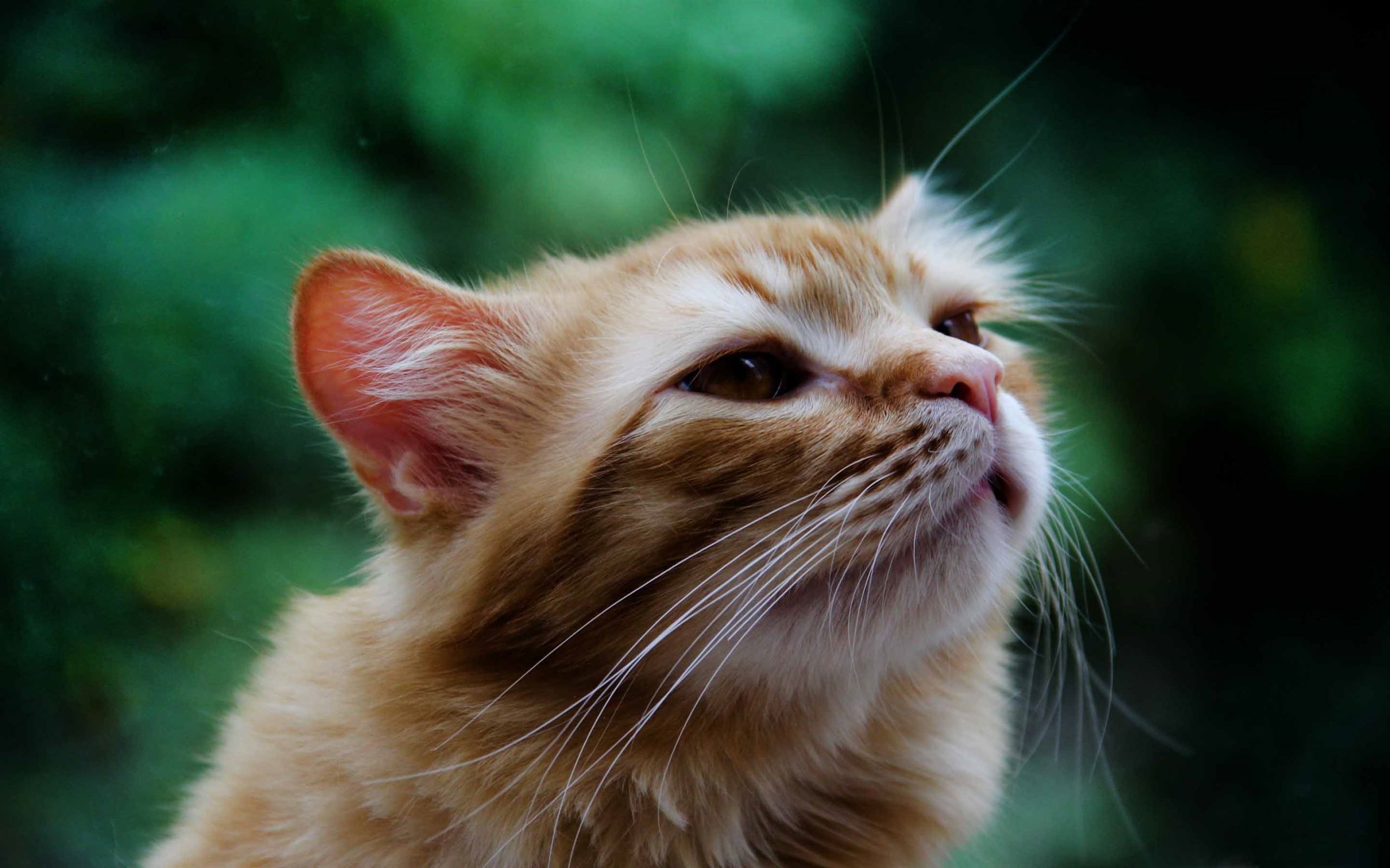 Smell Wallpapers Top Free Smell Backgrounds WallpaperAccess