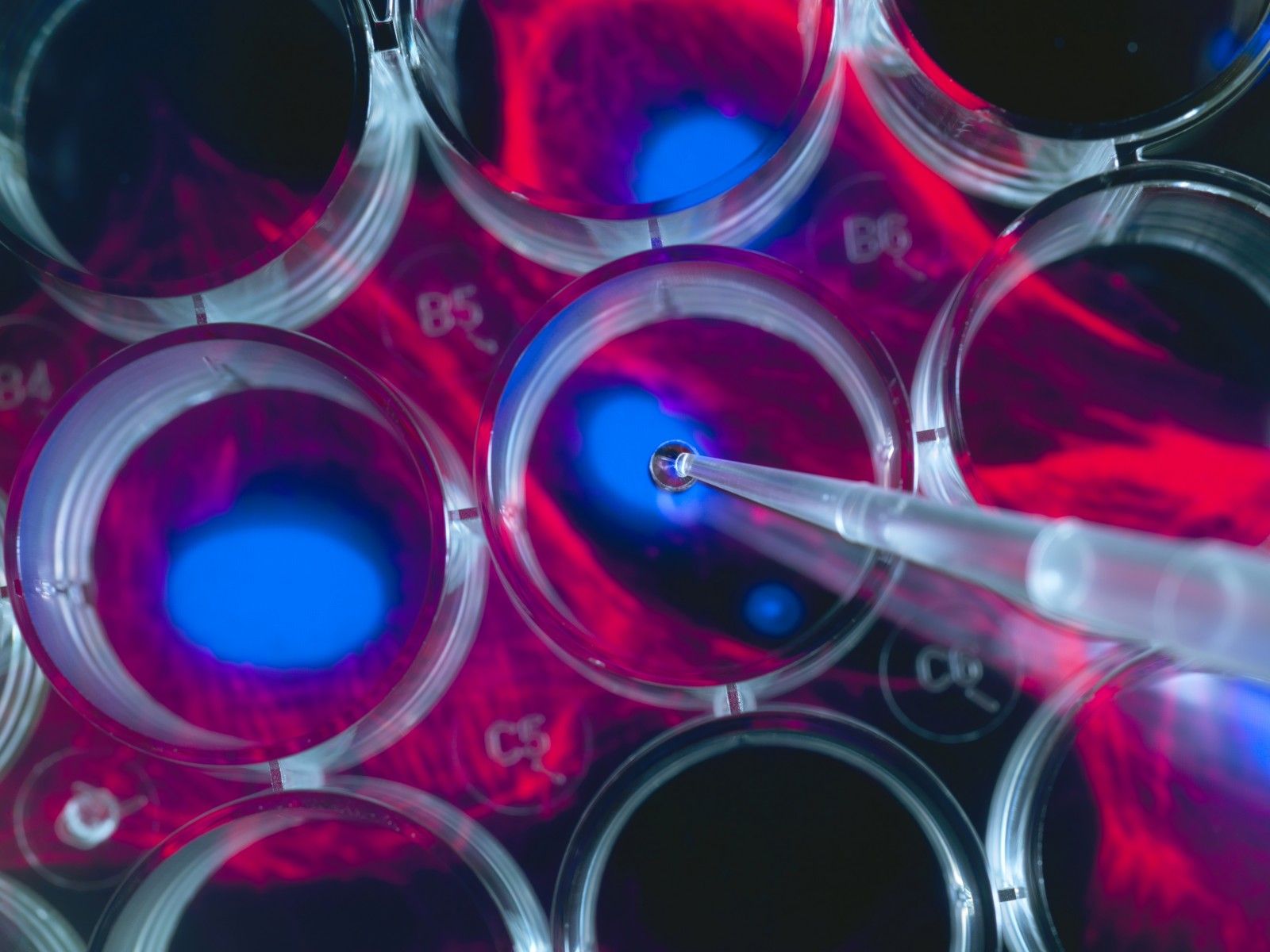 1600x1200 Cell Initiative for Orthopaedic Treatments