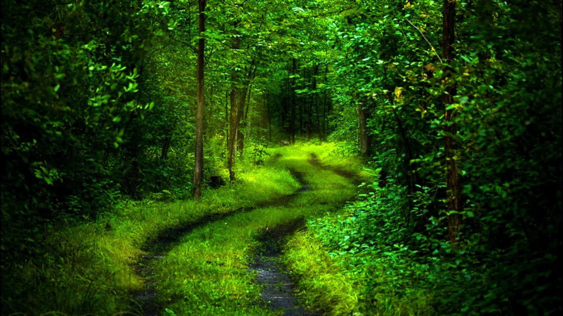 1920x1080 Download Mystical 3D Forest Wallpaper