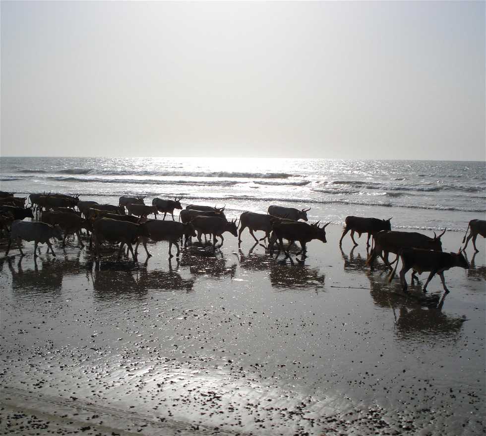 980x880 Photos of Gambia: Image and photo