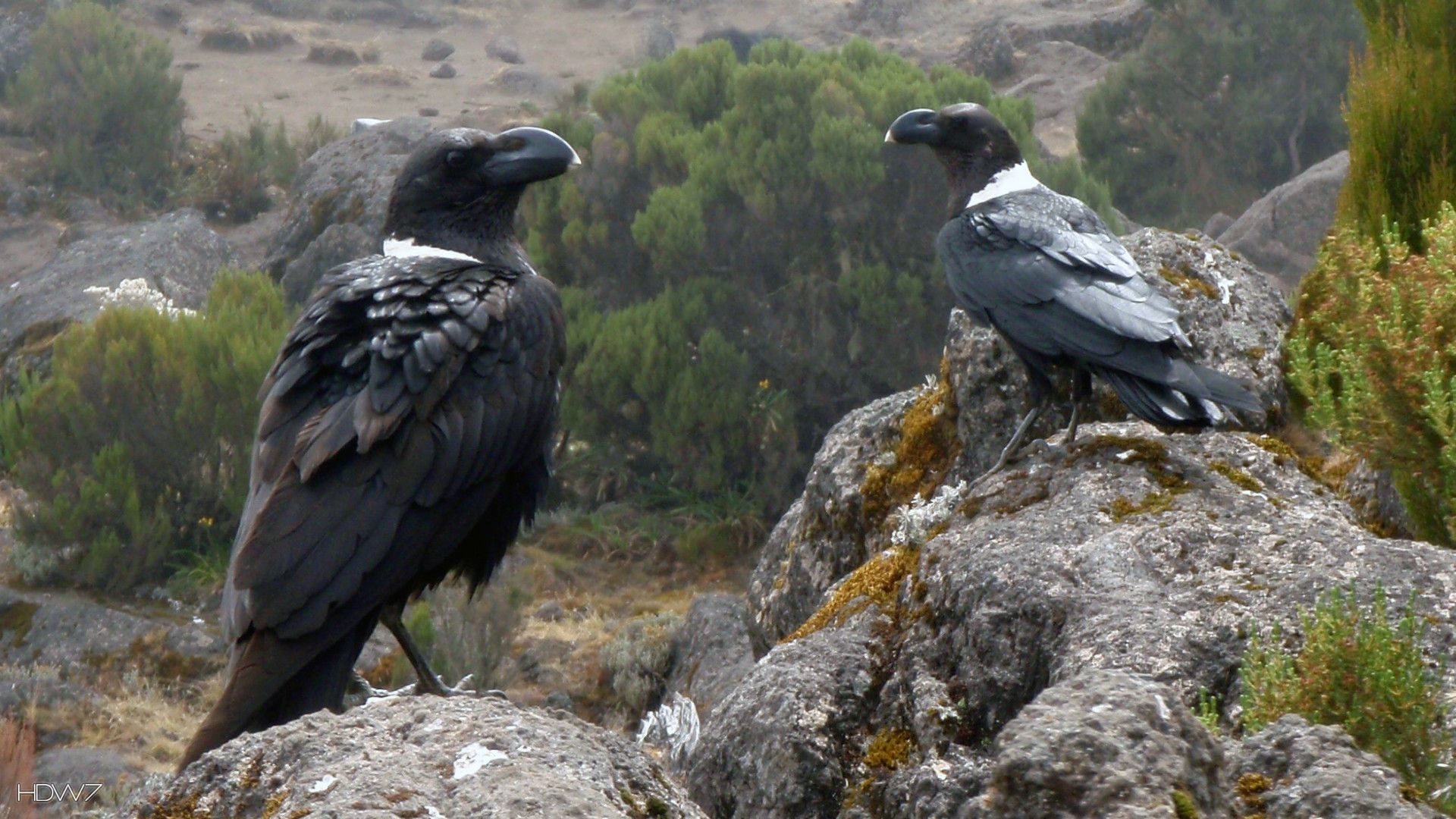 1920x1080 Free download wallpaper name raven corvus albicollis kilimanjaro bird ravens rock [1920x1080] for your Desktop, Mobile & Tablet. Explore Raven Wallpaper Bird. Raven Wallpaper, DC Raven Wallpaper, Raven Wallpaper