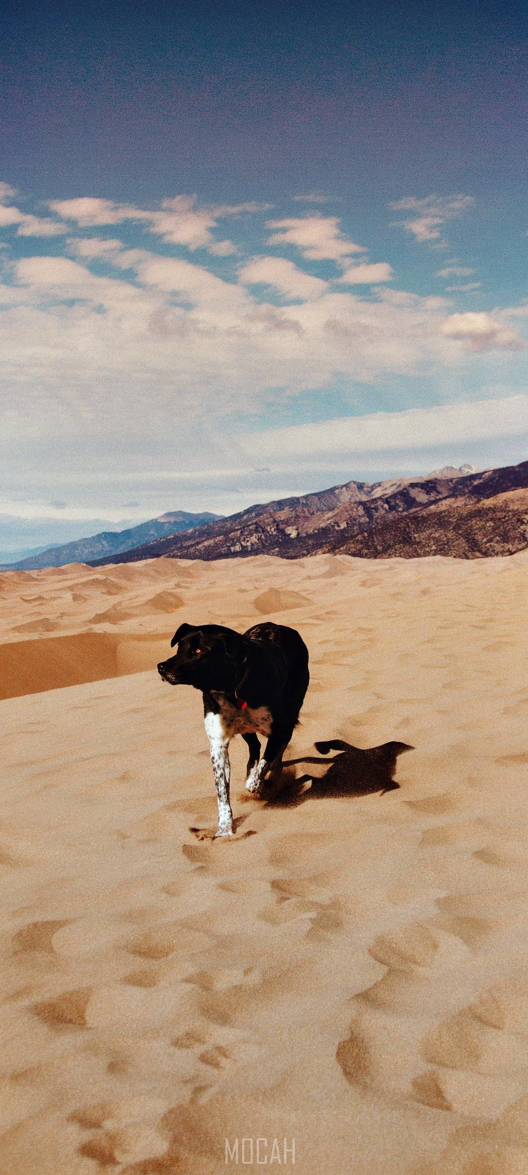 1080x2400 sand beach dog and pet hd, Samsung Galaxy A31 full HD wallpaper, 1080x2400 Gallery HD Wallpaper