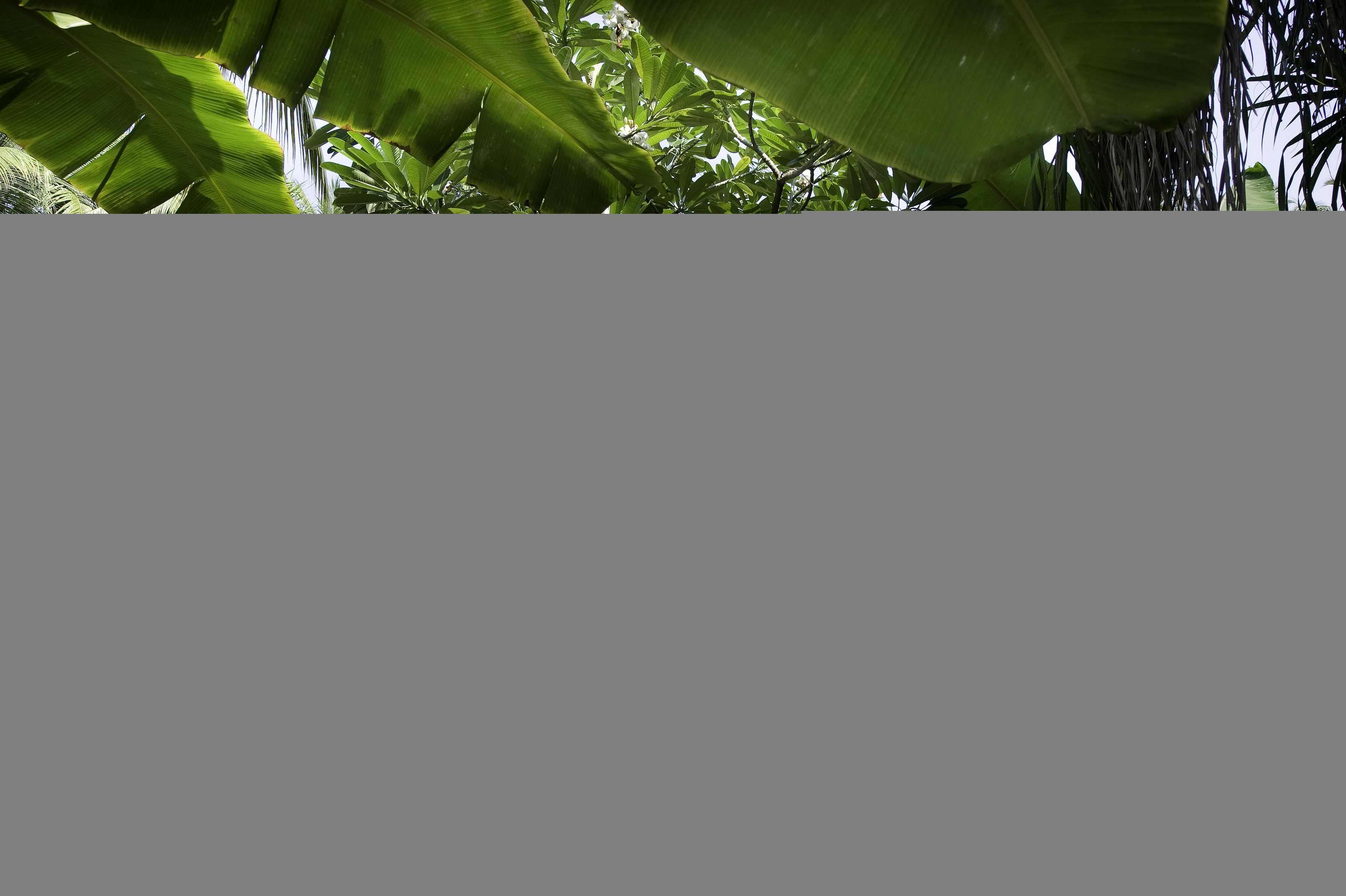 3575x2380 HD desktop wallpaper: House, Tropical, Jungle, Man Made download free picture