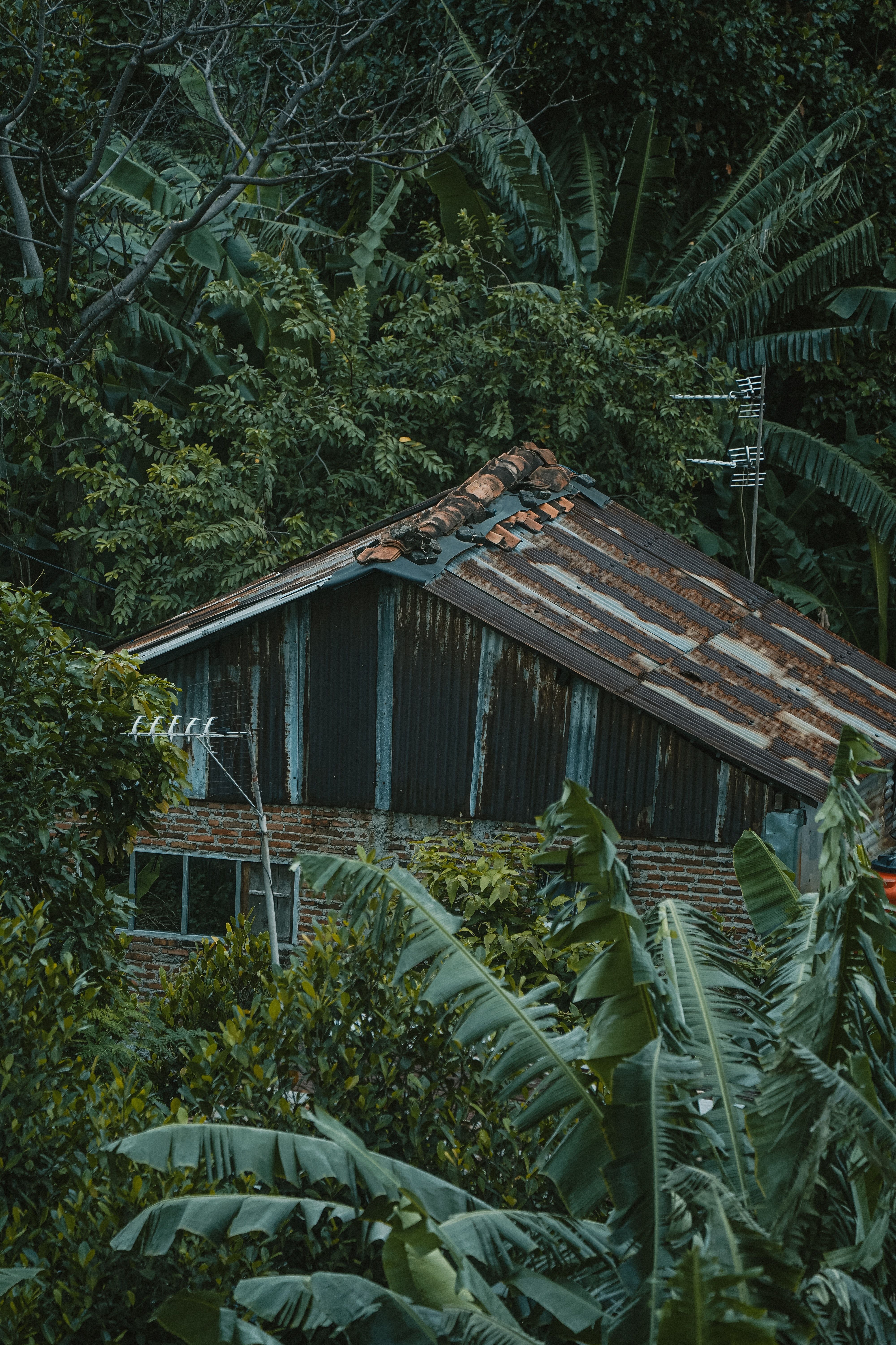 4000x6000 Jungle House Photo, Download The BEST Free Jungle House & HD Image