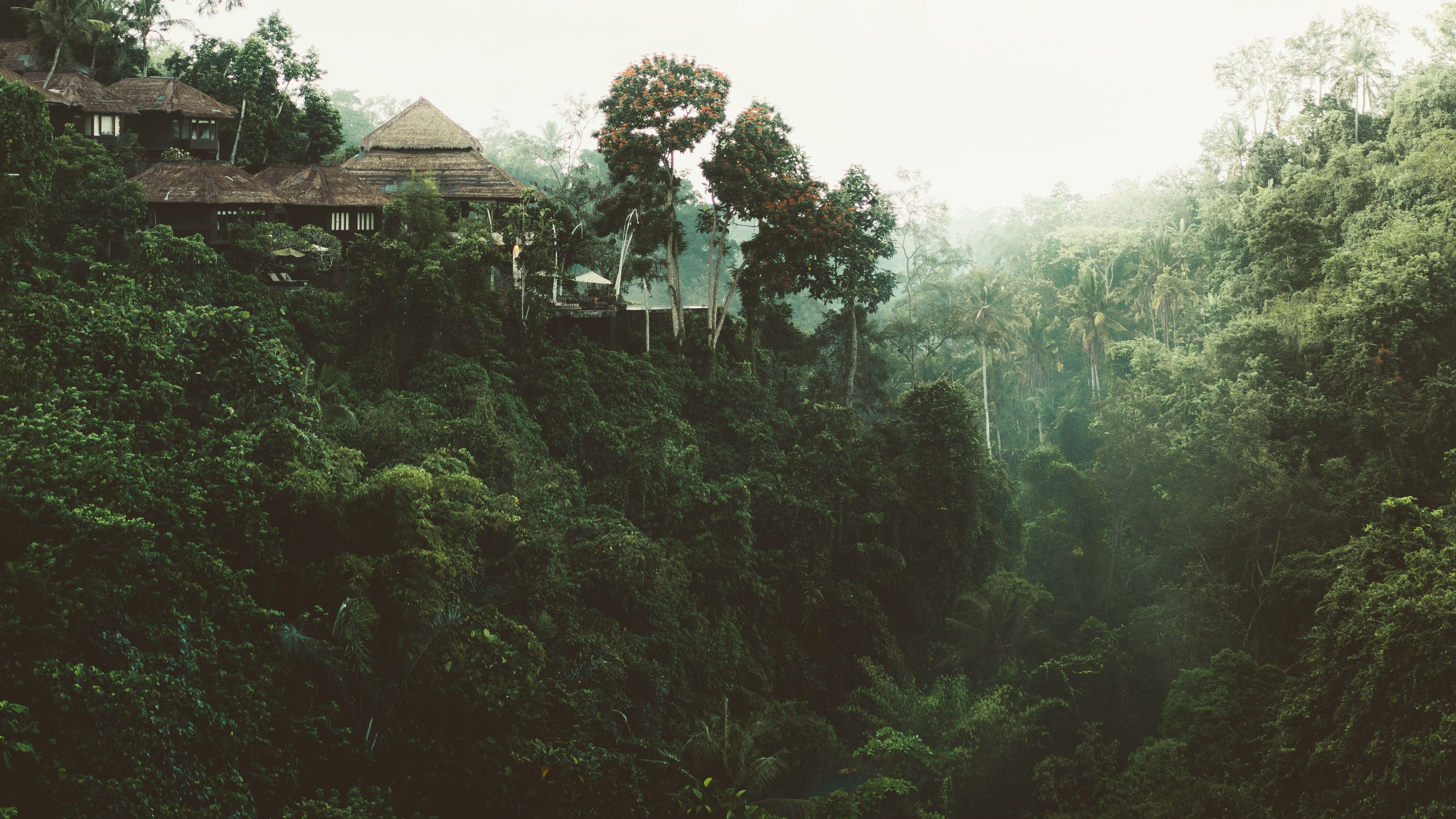3840x2160 Jungle, Trees, House 1242x2688 IPhone 11 Pro XS Max Wallpaper, Background, Picture, Image