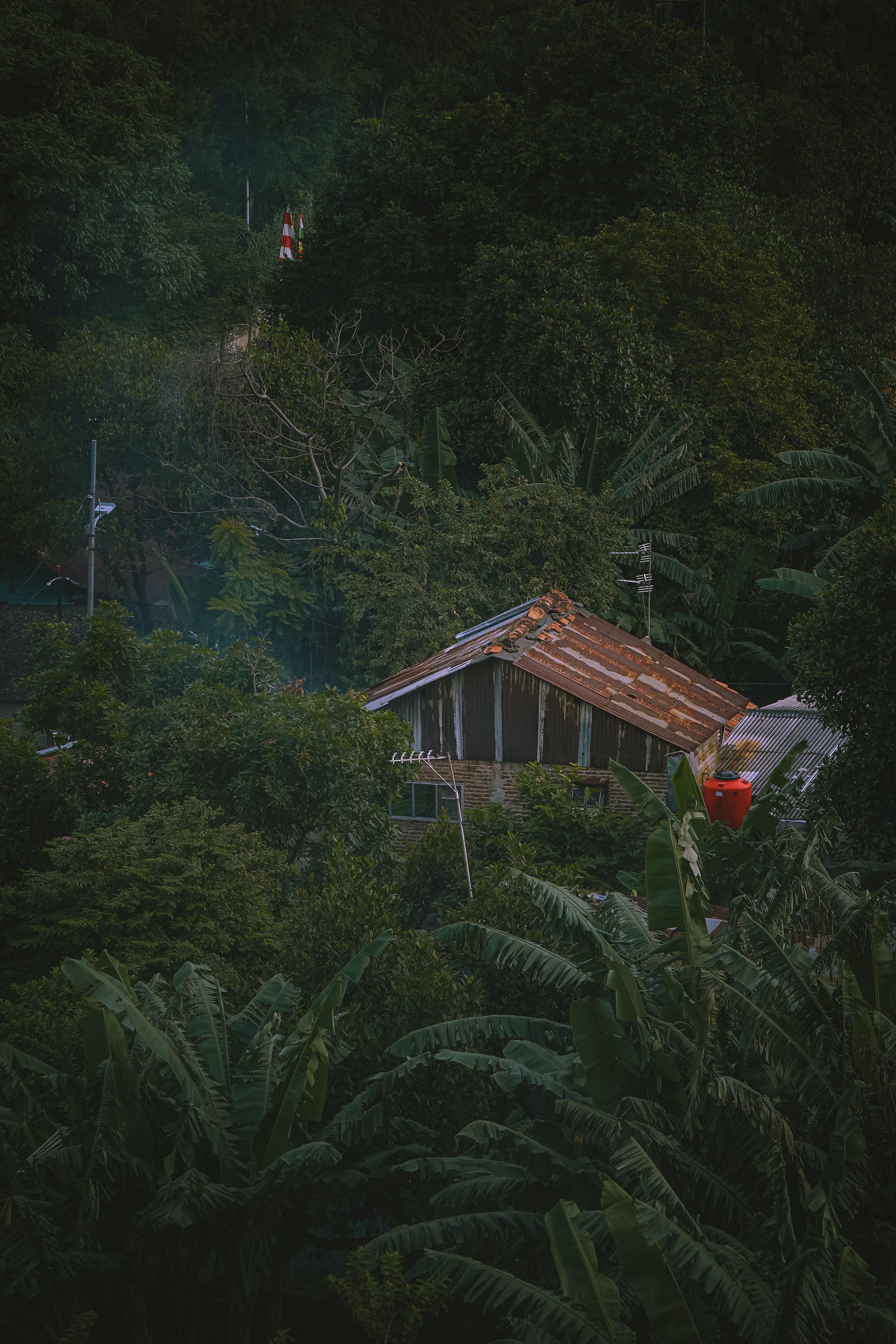 3777x5665 Home Jungle Photo, Download The BEST Free Home Jungle & HD Image