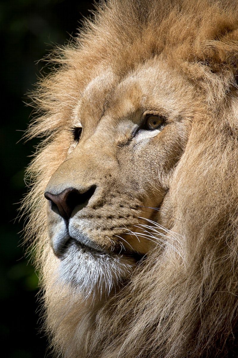 800x1200 Lion Image. Free HD Background, PNGs, Vectors & Illustrations