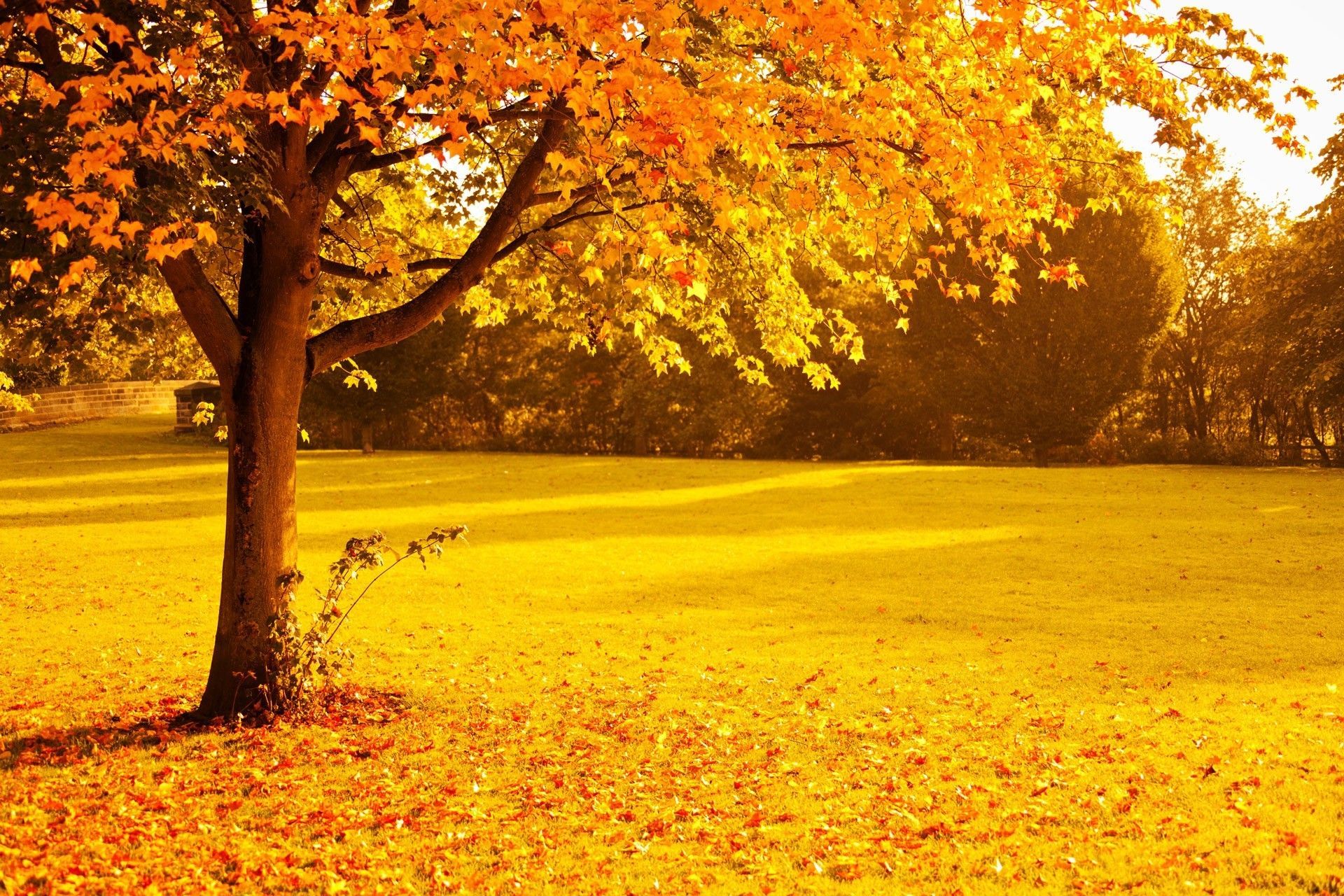 1920x1280 Free download fall Foliage Gold Leaves Nature Orange Park Red Seasons [1920x1280] for your Desktop, Mobile & Tablet. Explore Yellow Tree HD Wallpaper. Tree Wallpaper HD, HD Tree Wallpaper