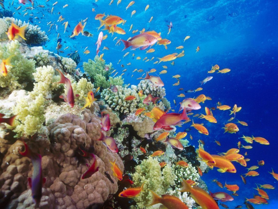 1152x864 lakshadweep, india. Great barrier reef, Underwater wallpaper, Colorful fish