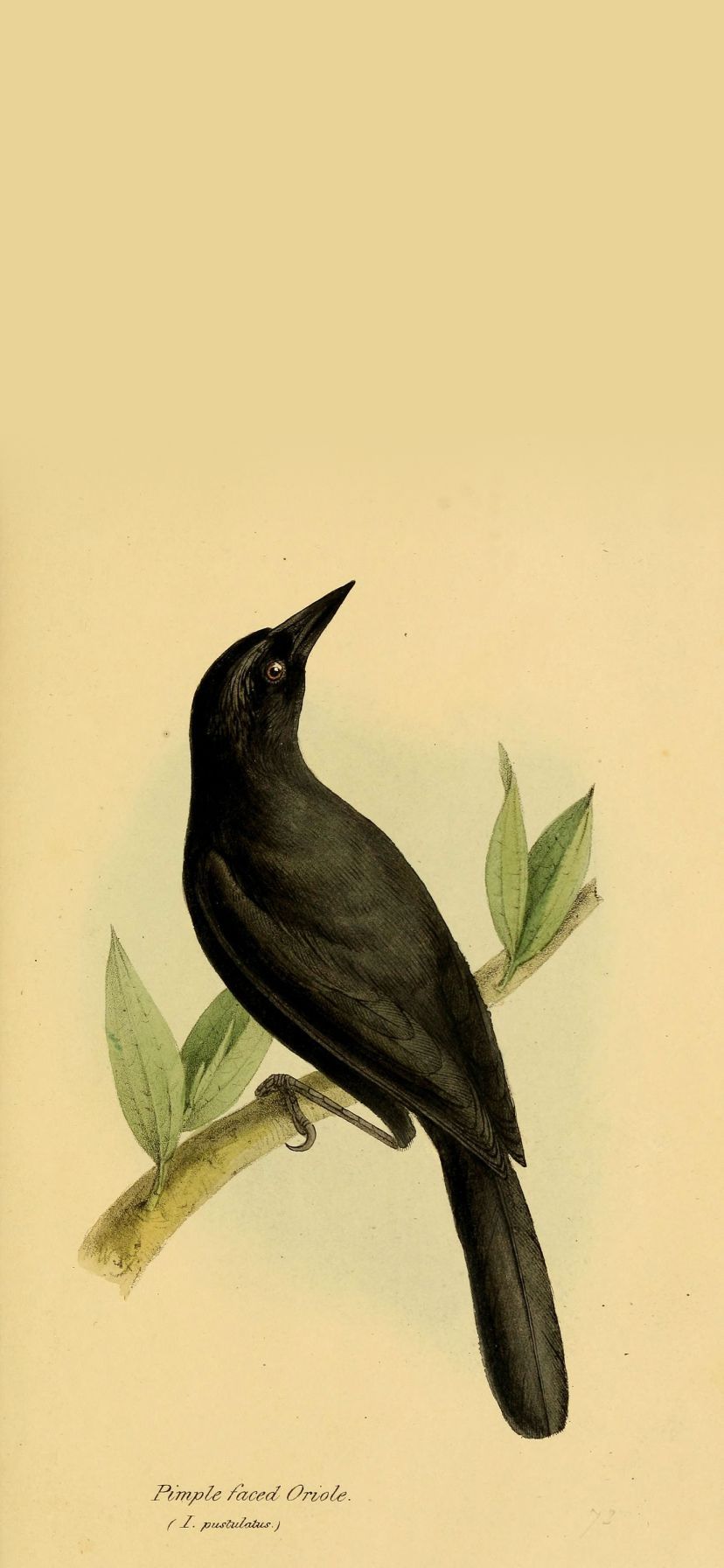 828x1792 Pimple Faced Oriole