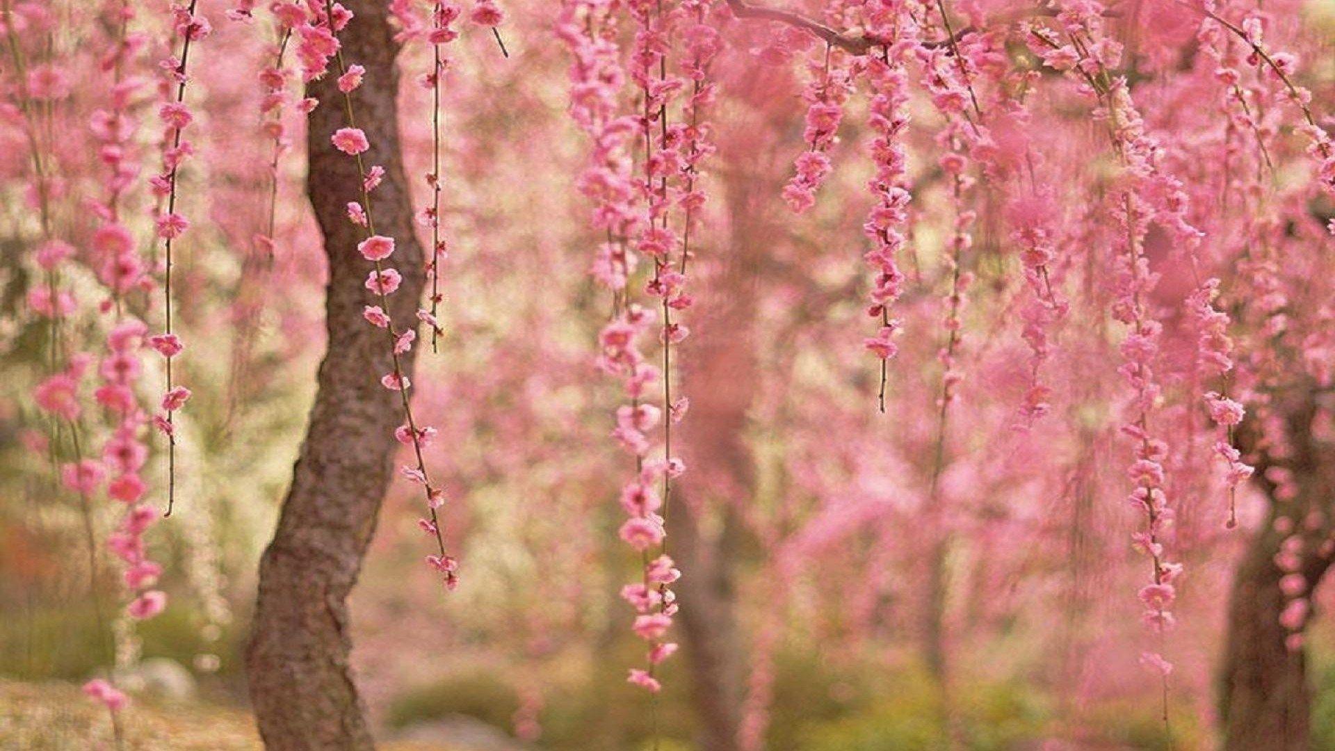 Cherry Blossom Computer Wallpapers - Top Free Cherry Blossom Computer ...