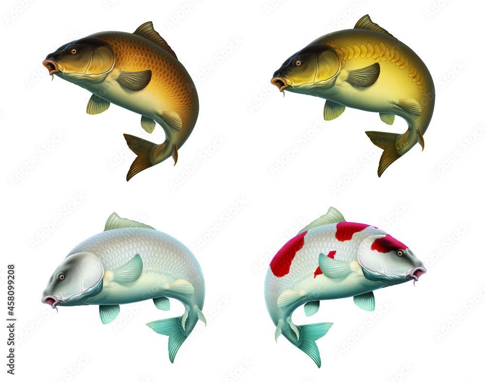 1000x788 Set of illustrations of carp fish. Wallpaper carp, Japanese carp and mirror isolate realism. Stock Illustration