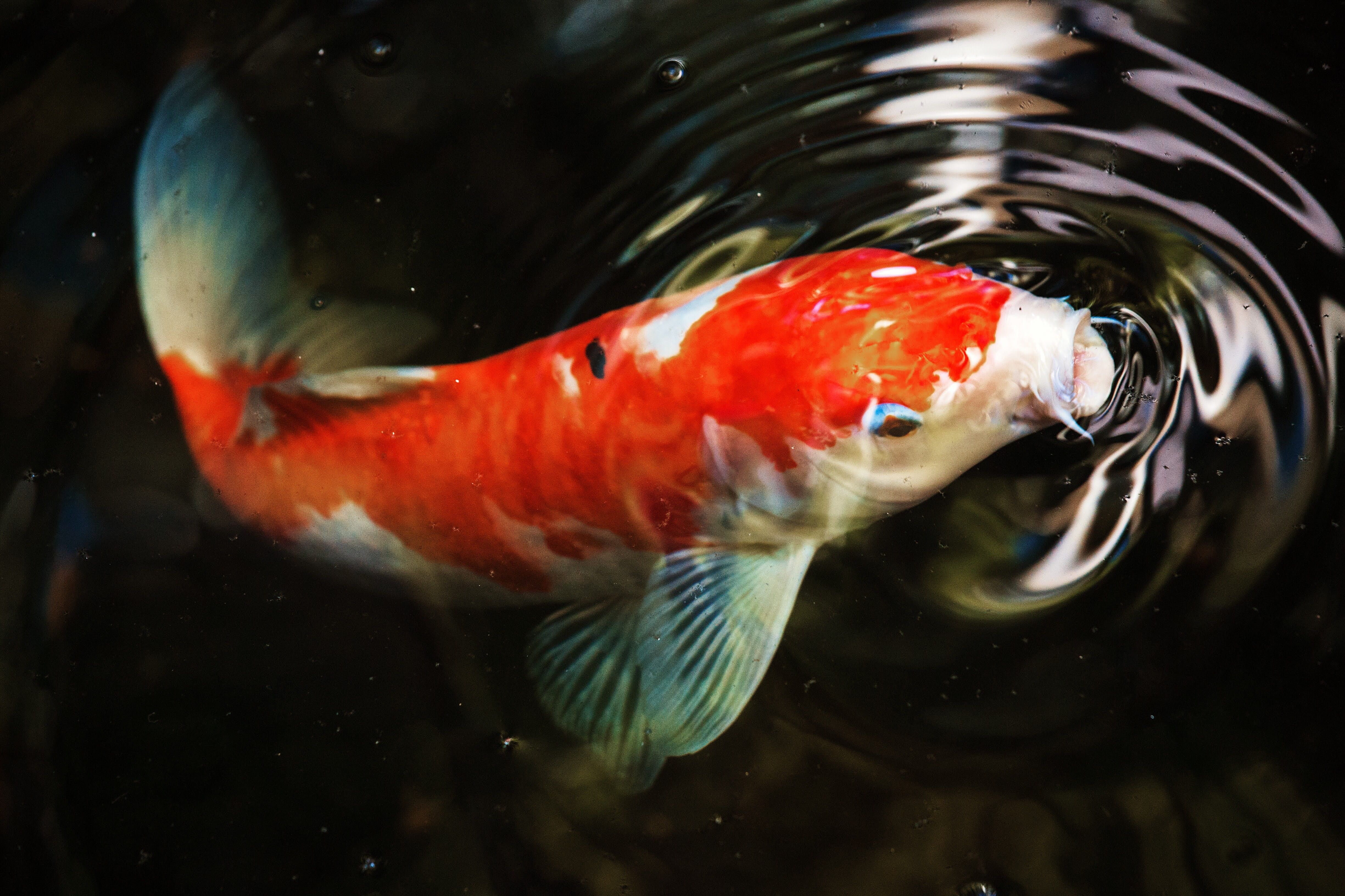 4898x3265 Wallpaper / Ripple, Koi, Close Up, Orange, White, Photo, Koi Carp, Animal Themes, Water, Outdoors, Fish, Animal Wildlife, Photography, No People, Animal Body Part Free Download