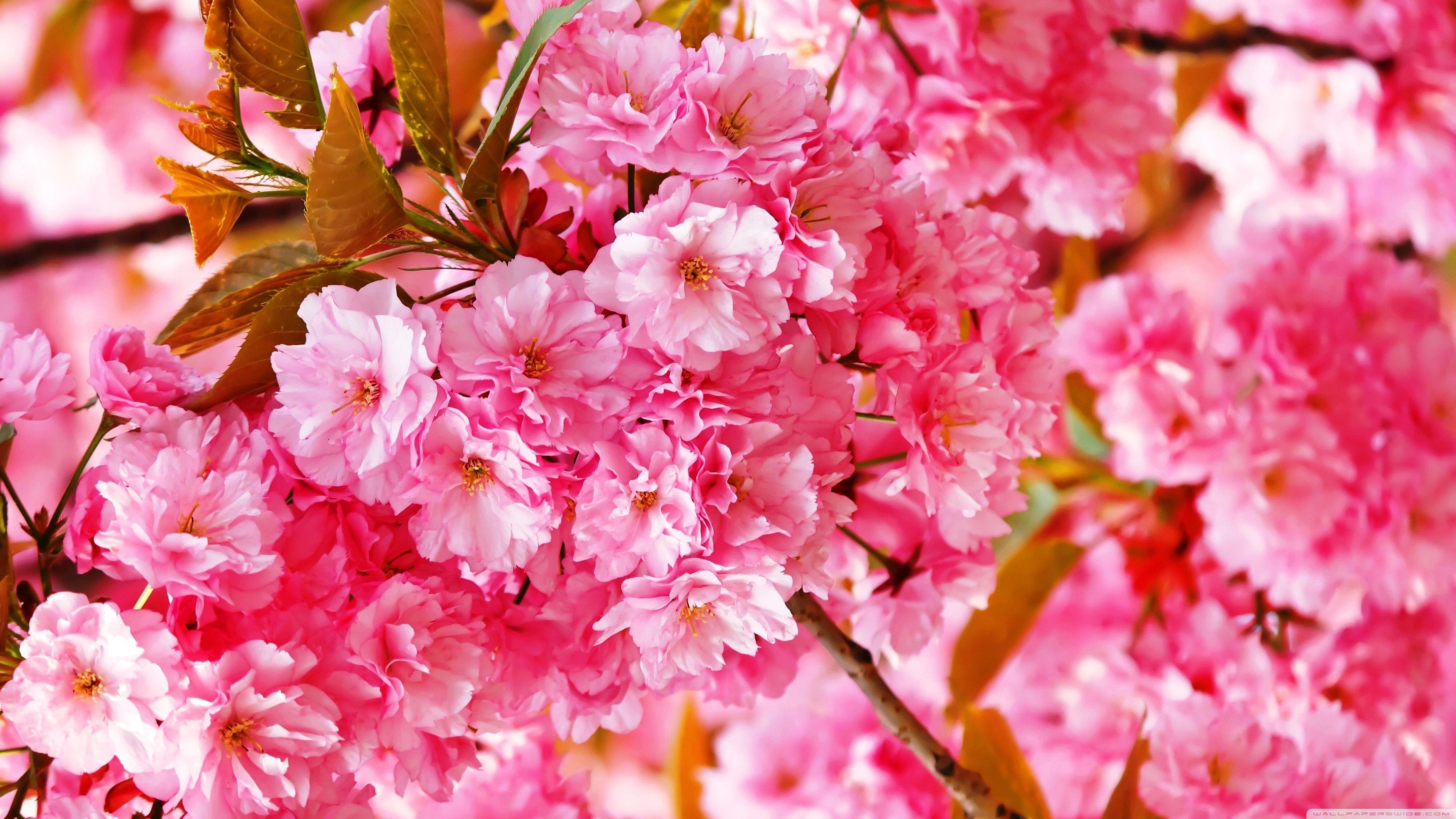 3840x2160 Flower: Beautiful Pink Flower Japanese Sakura Photography Flowers