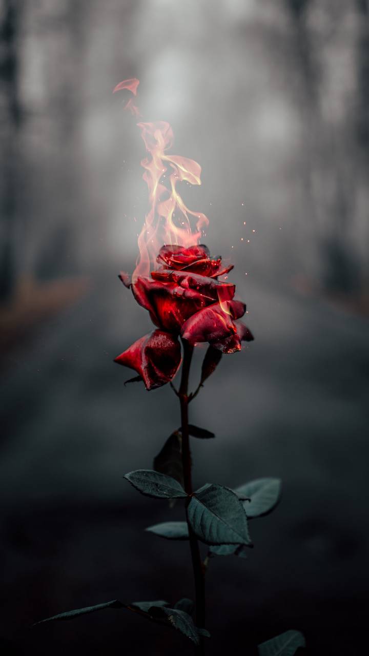 Rose On Fire Wallpapers - Top Free Rose On Fire Backgrounds ...