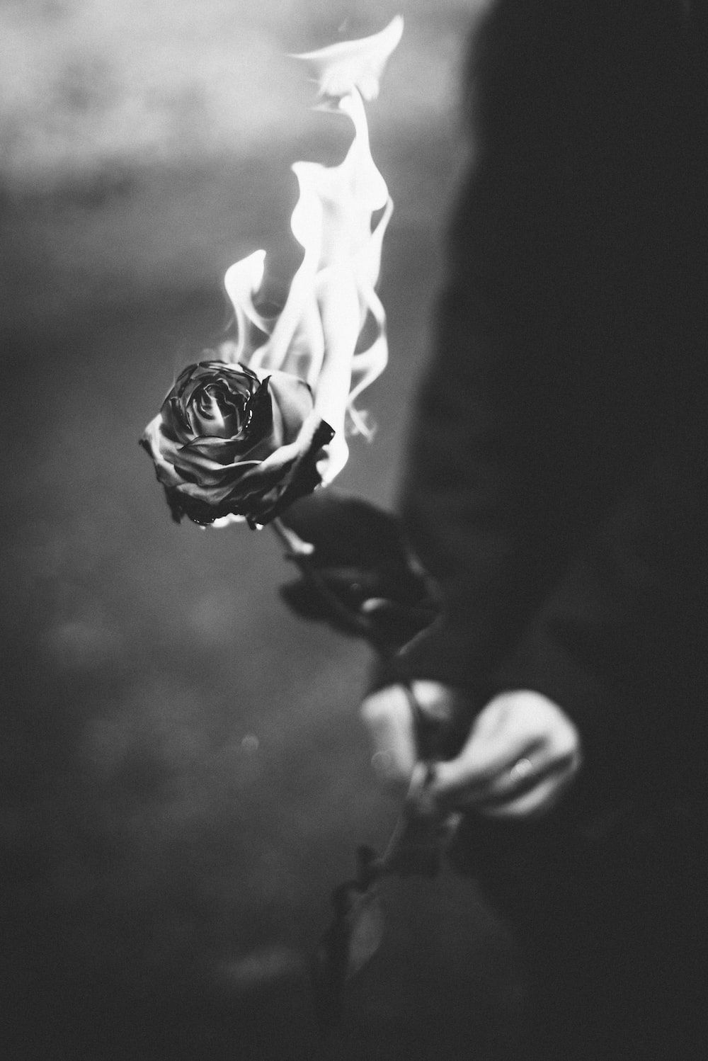 1000x1498 Fire Rose Picture. Download Free Image