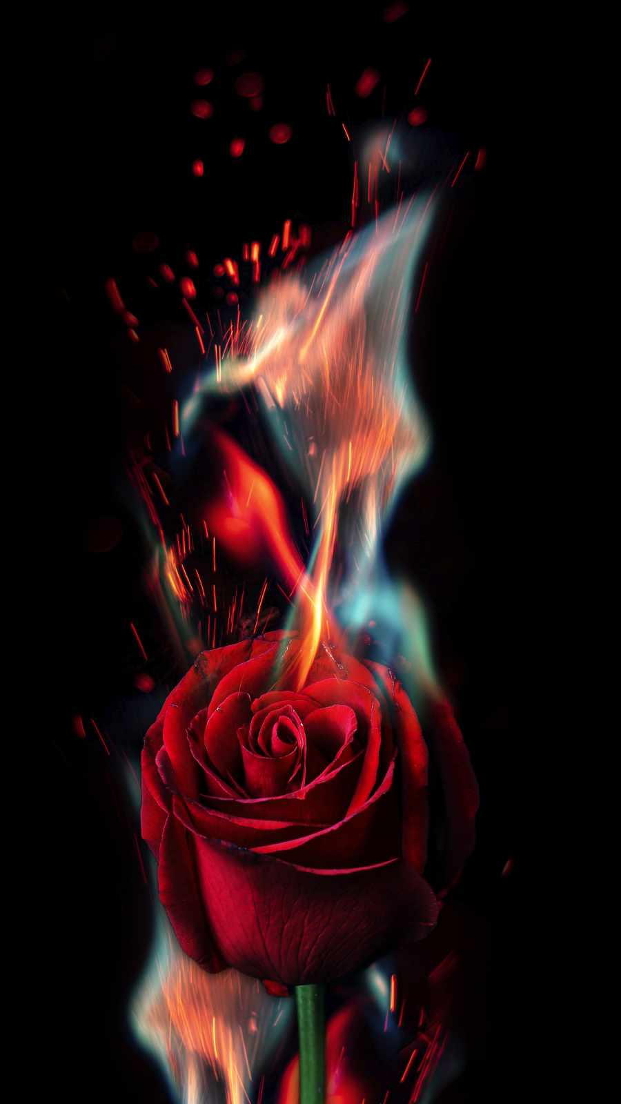 900x1600 Rose Fire IPhone Wallpaper Wallpaper : iPhone Wallpaper