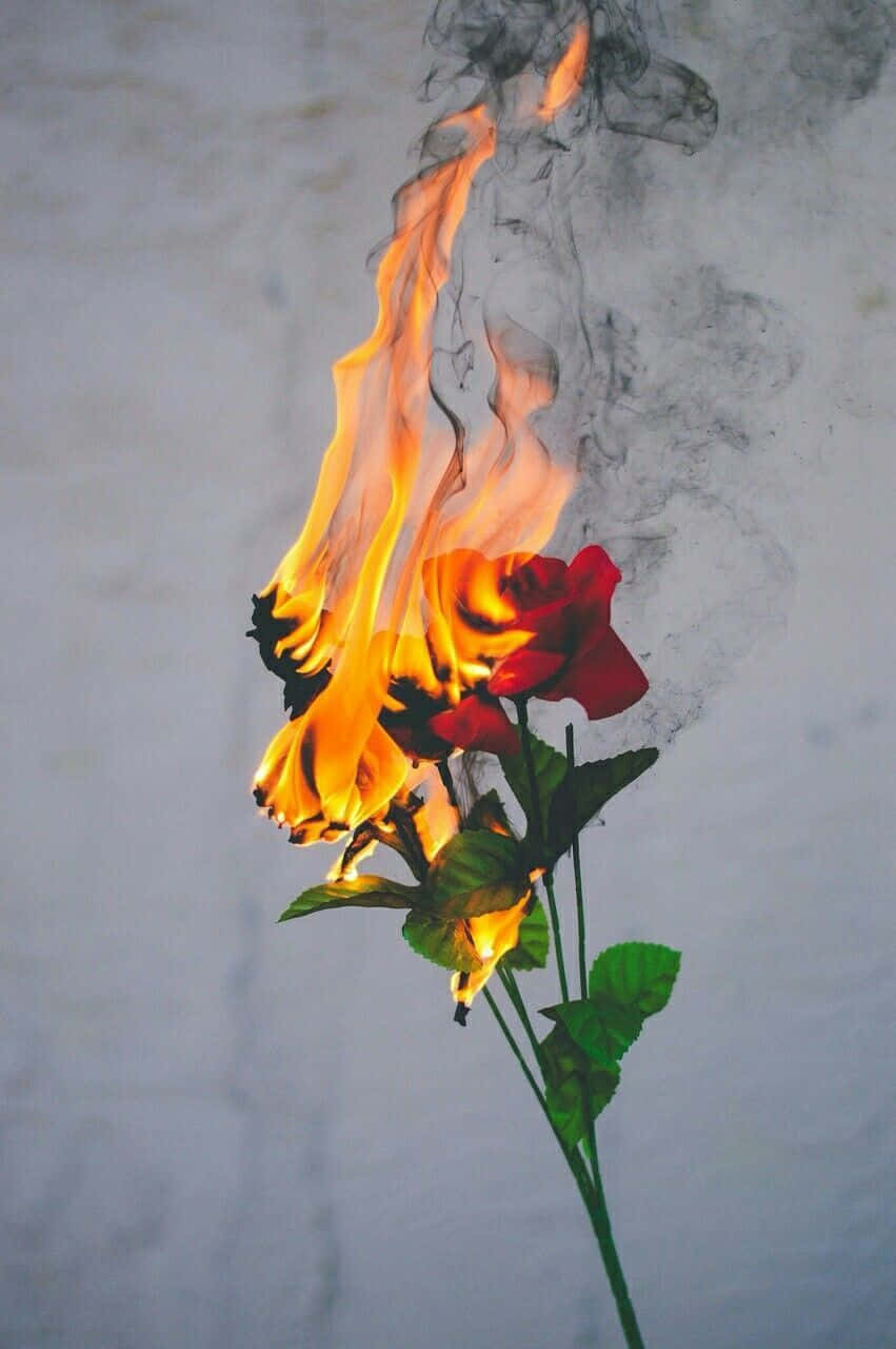 851x1280 Download Aesthetic Red Rose On Fire Wallpaper