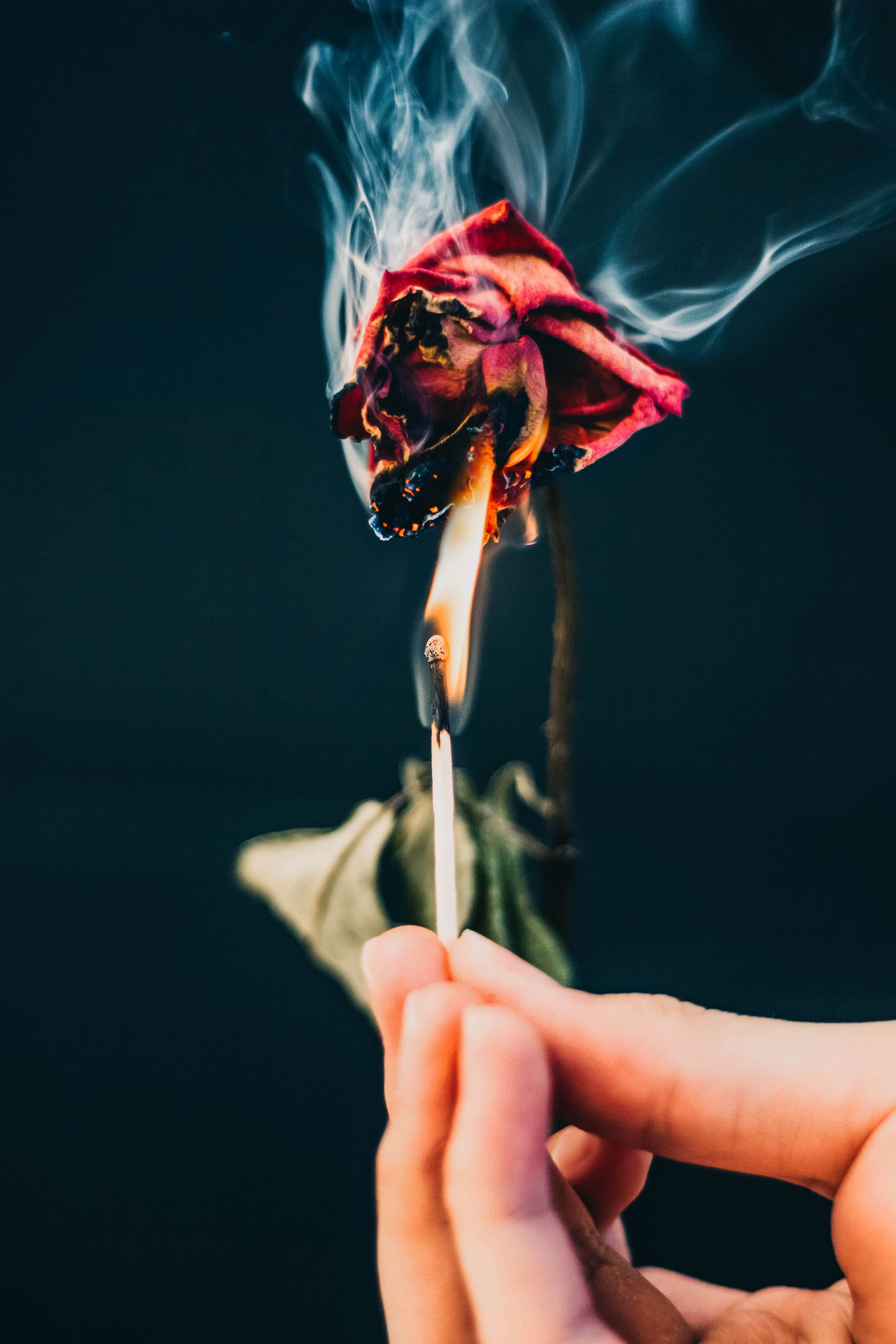 3456x5184 Wallpaper / moody, rose, real people, burning, holding, burning rose, fire, finger, flowers, indoors, black background, edgy, matches, unrecognizable person, human limb free download