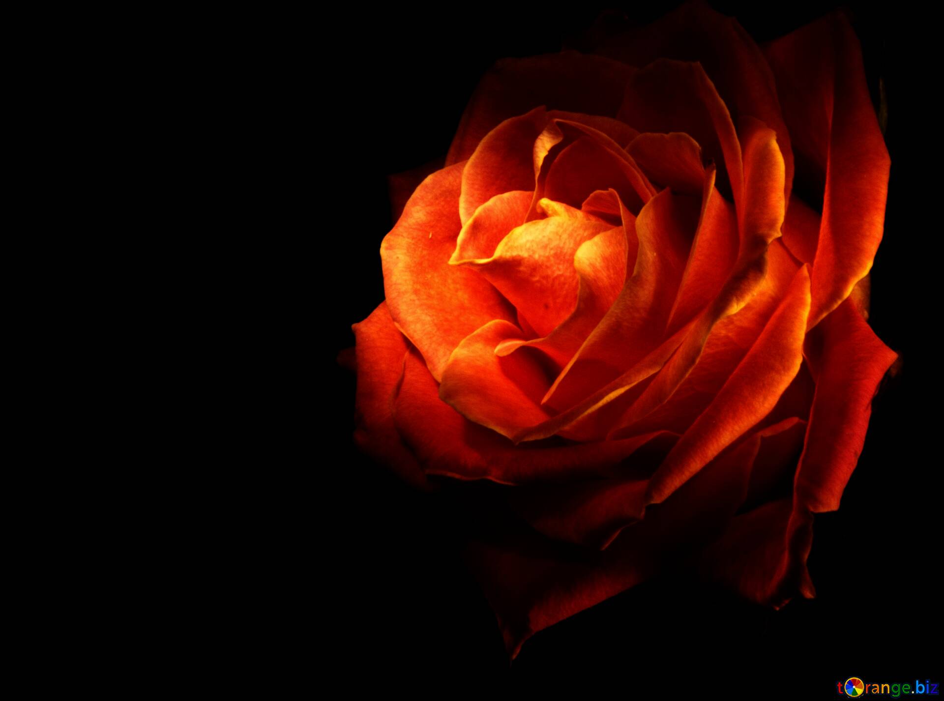 1920x1426 Wallpaper fire rose Download free picture №17588