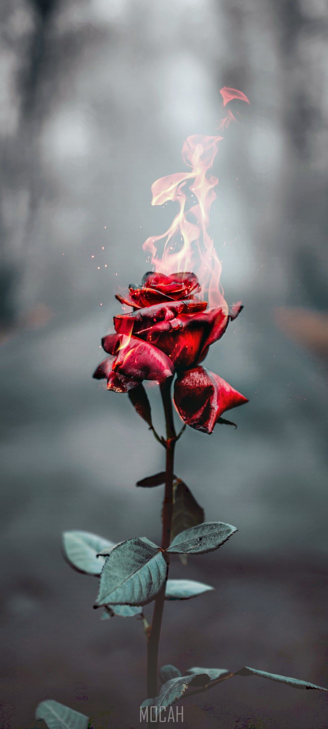 Rose On Fire Wallpapers - Top Free Rose On Fire Backgrounds ...