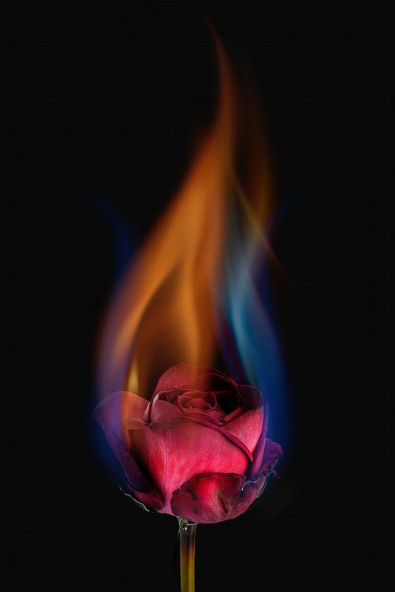 Fire rose HD wallpapers | Pxfuel