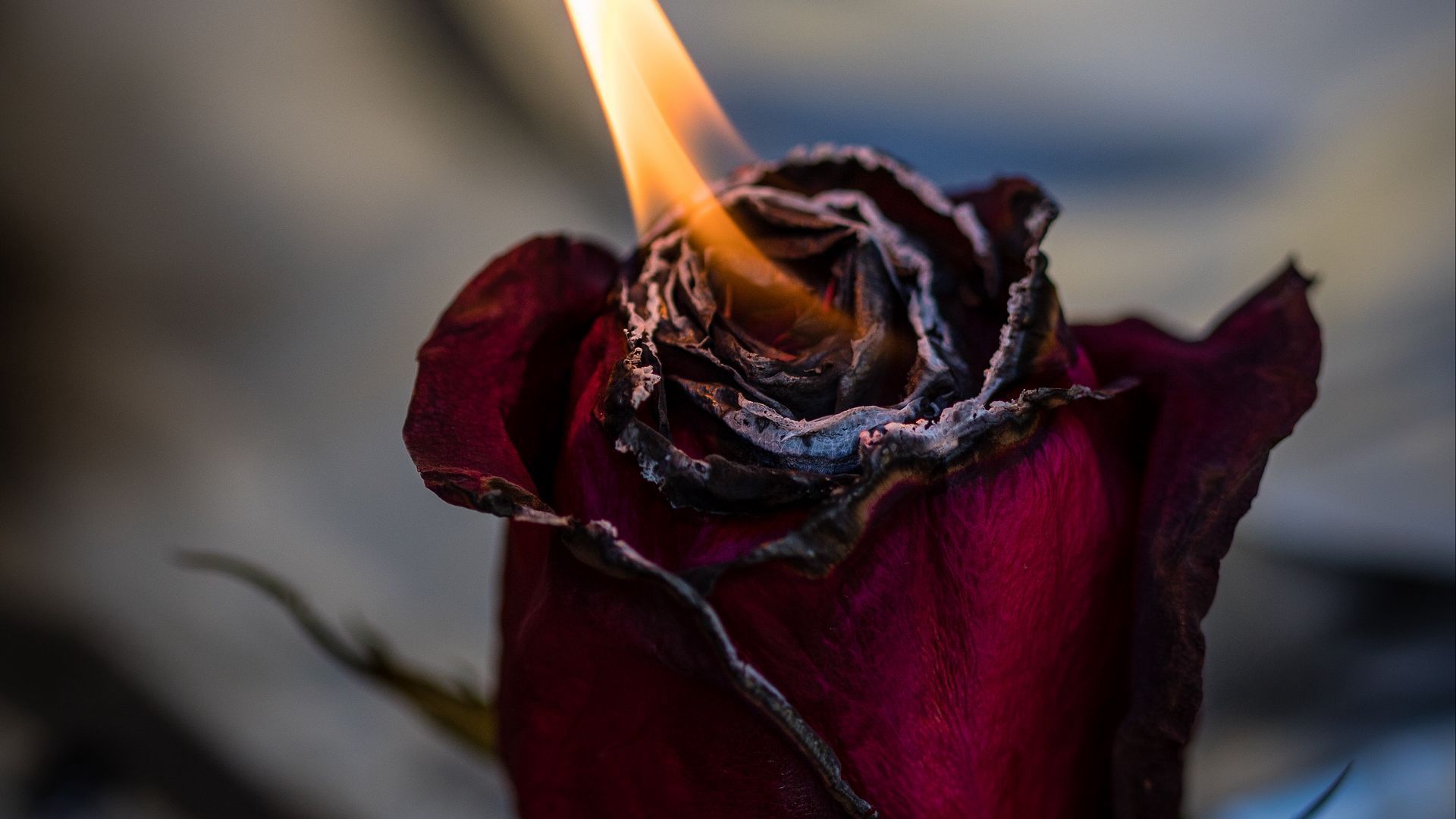 1920x1080 Download wallpaper 1920x1080 rose, fire, bud full hd, hdtv, fhd, 1080p HD background