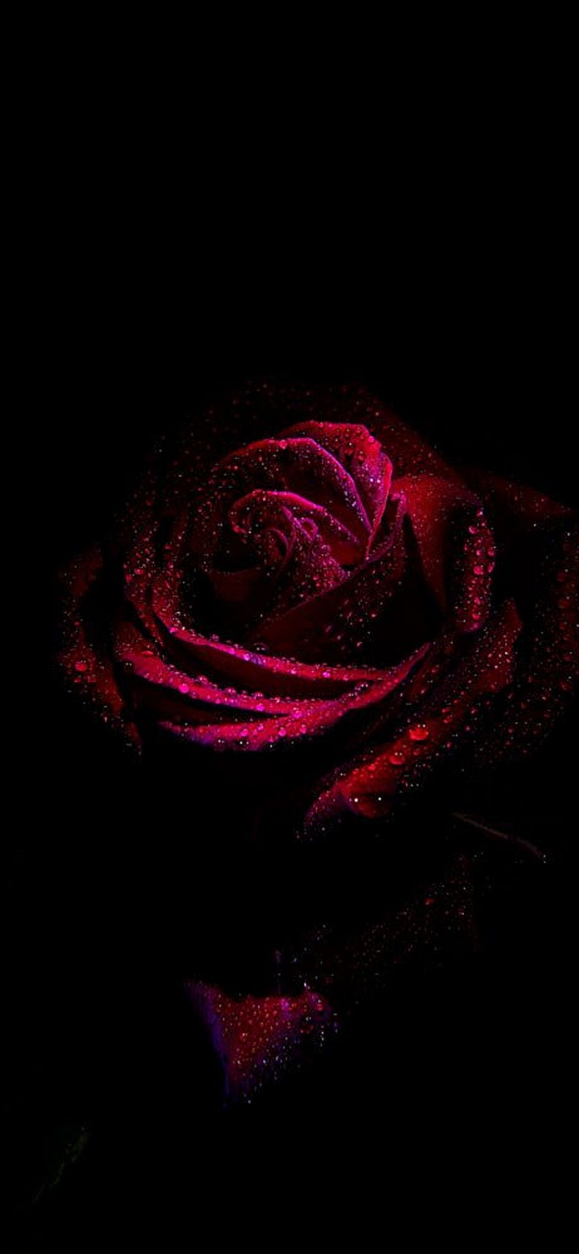 1170x2532 iPhone Rose Wallpaper