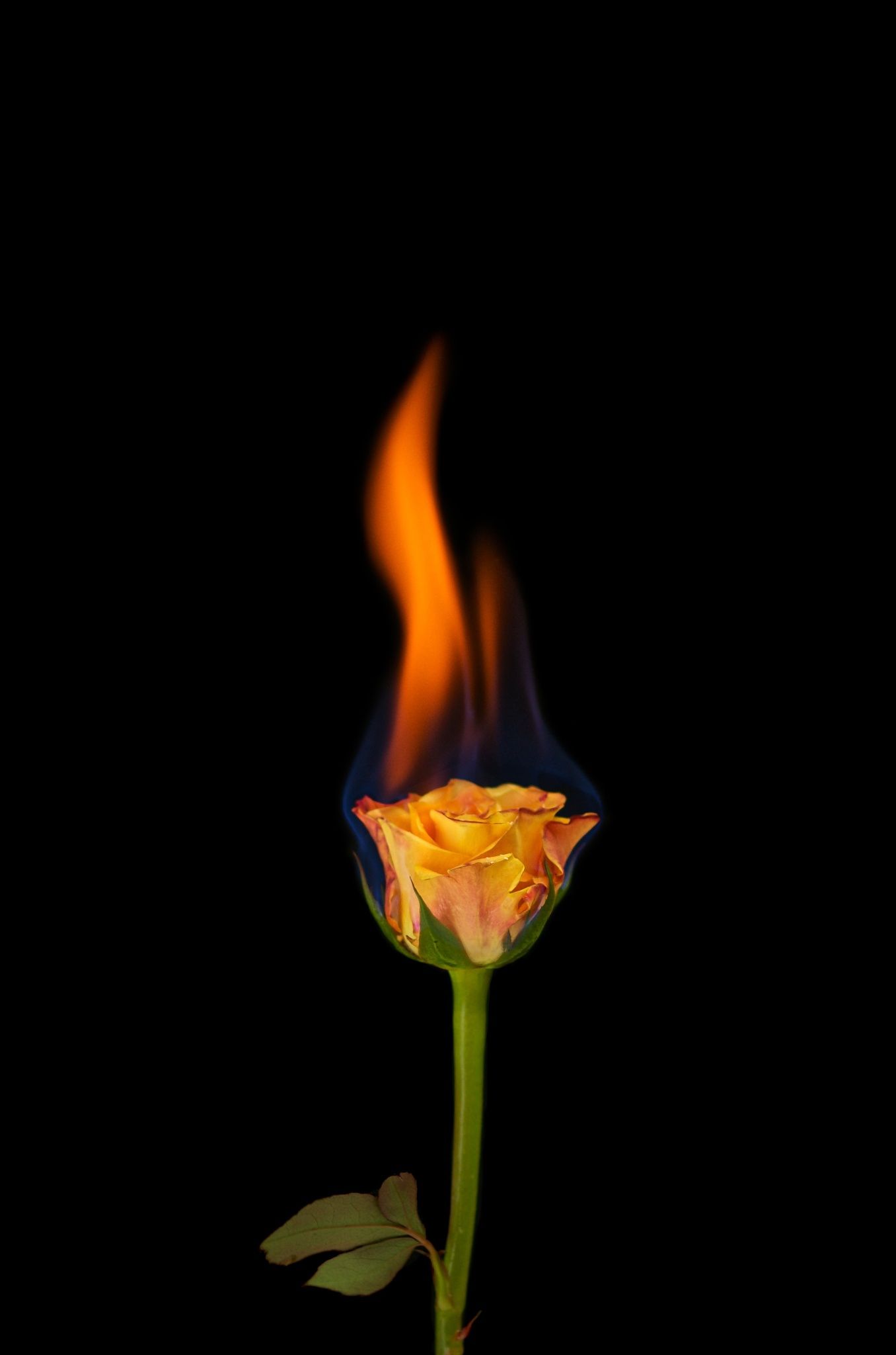 1356x2048 Fire Flower Wallpaper