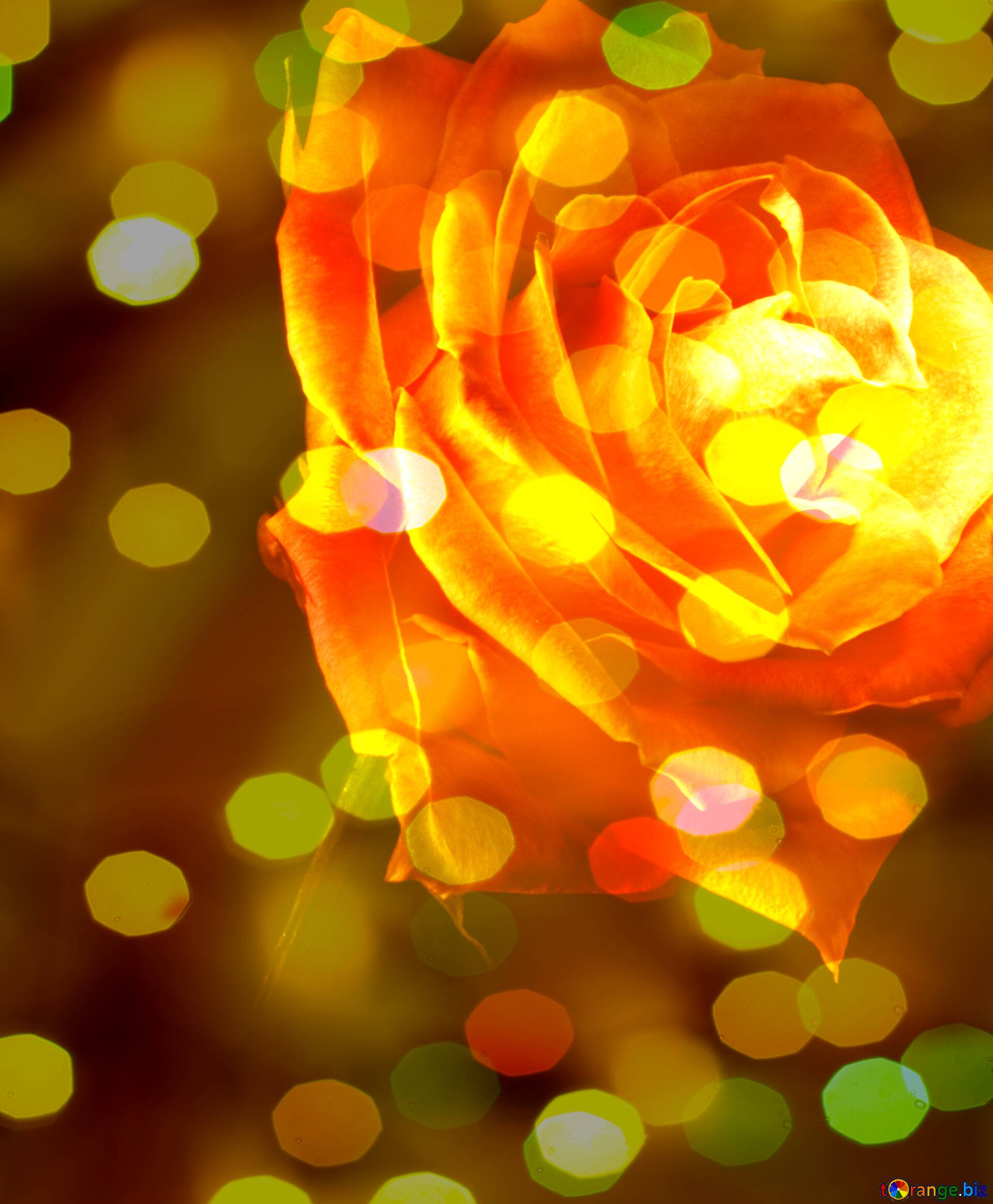 1920x2329 Rose flower bokeh background Download free picture №146739
