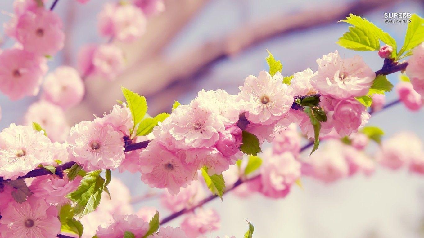 1366x768 Blossom Flowers Wallpaper Collection