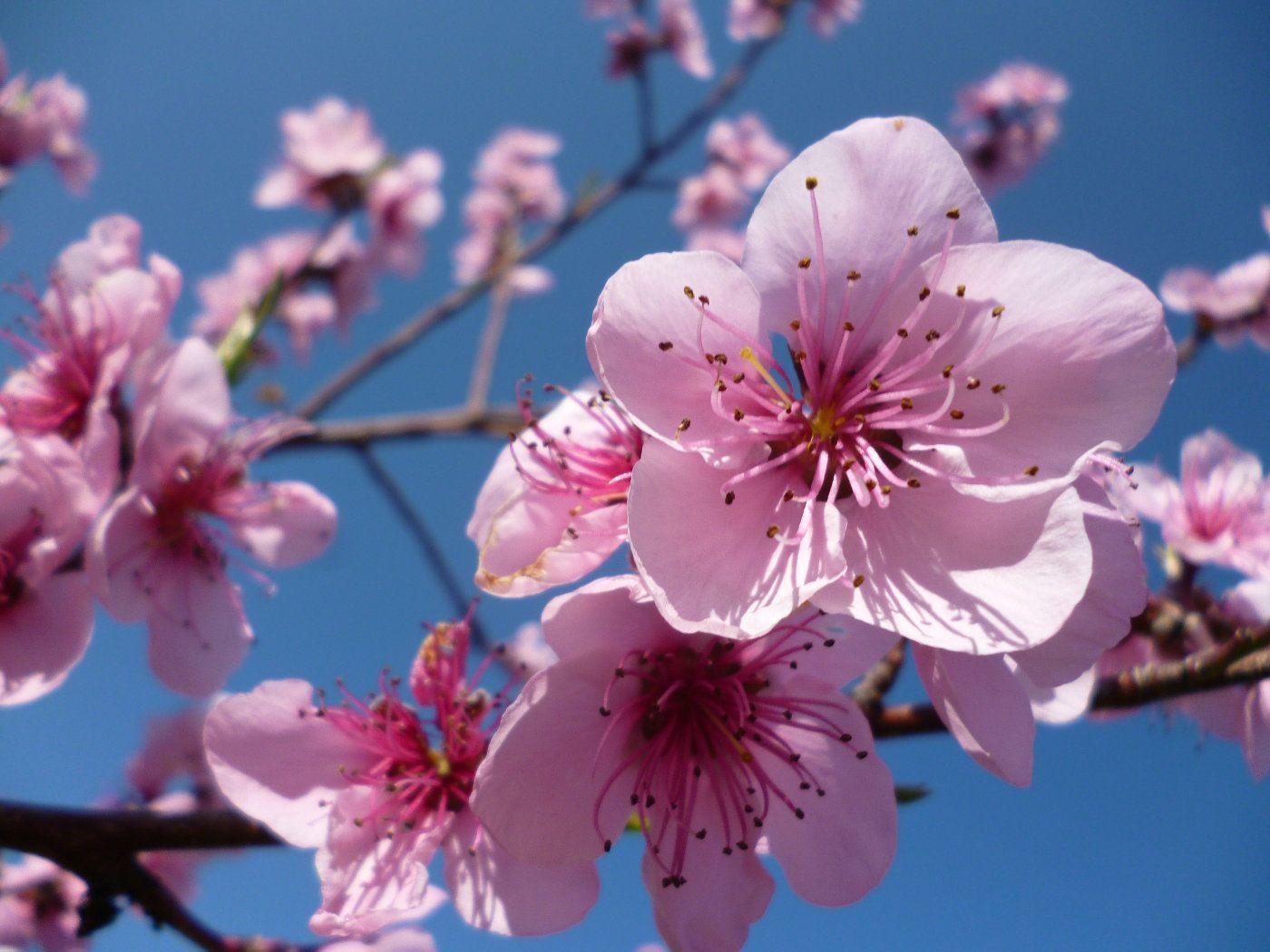 1400x1050 cherry blossom Computer Wallpaper Desktop Background x. HD