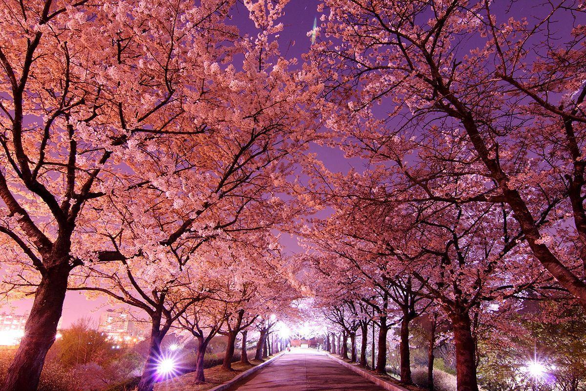 1200x800 Blossom Wallpaper