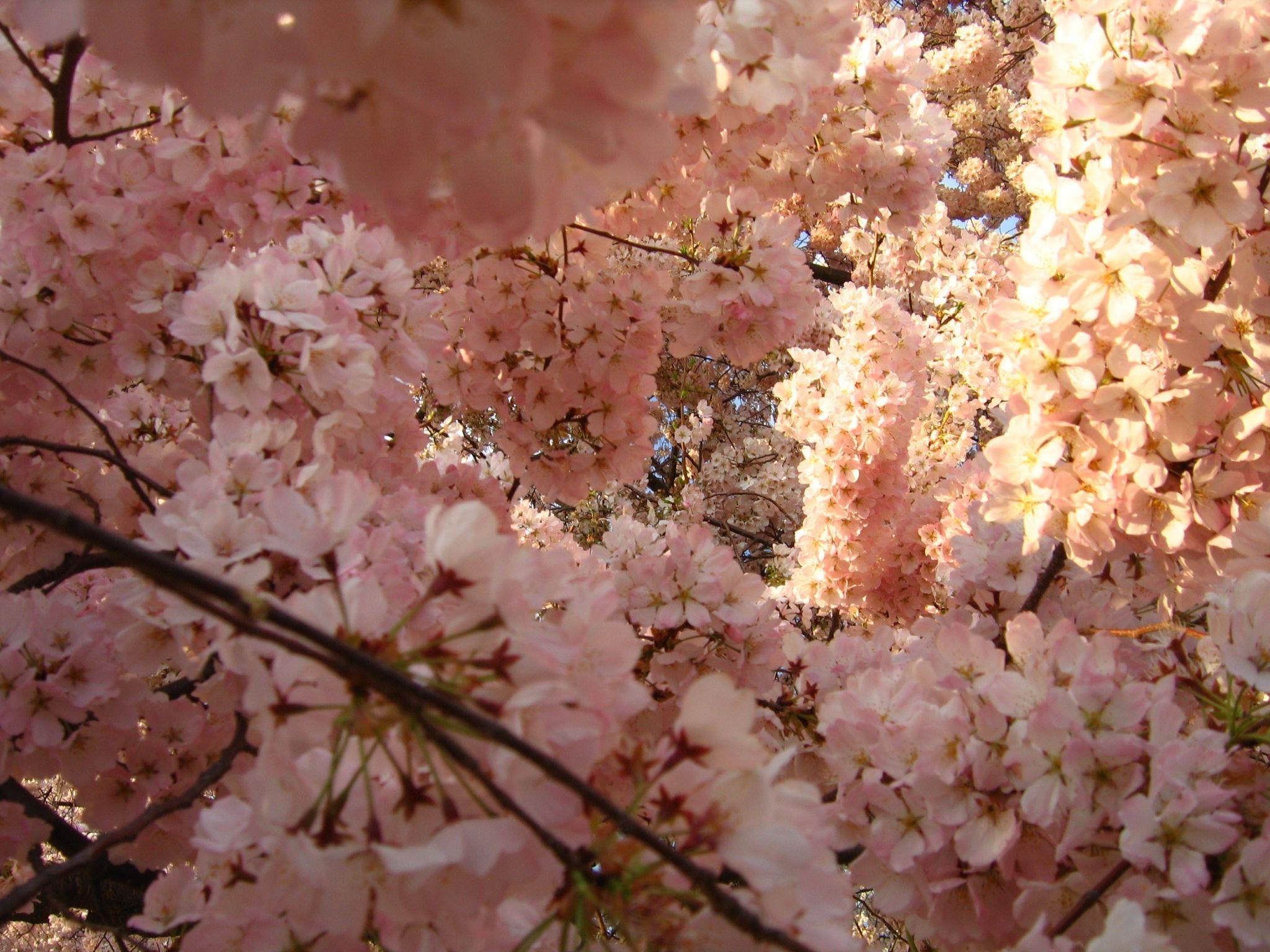 2048x1536 cherry blossom free computer wallpaper