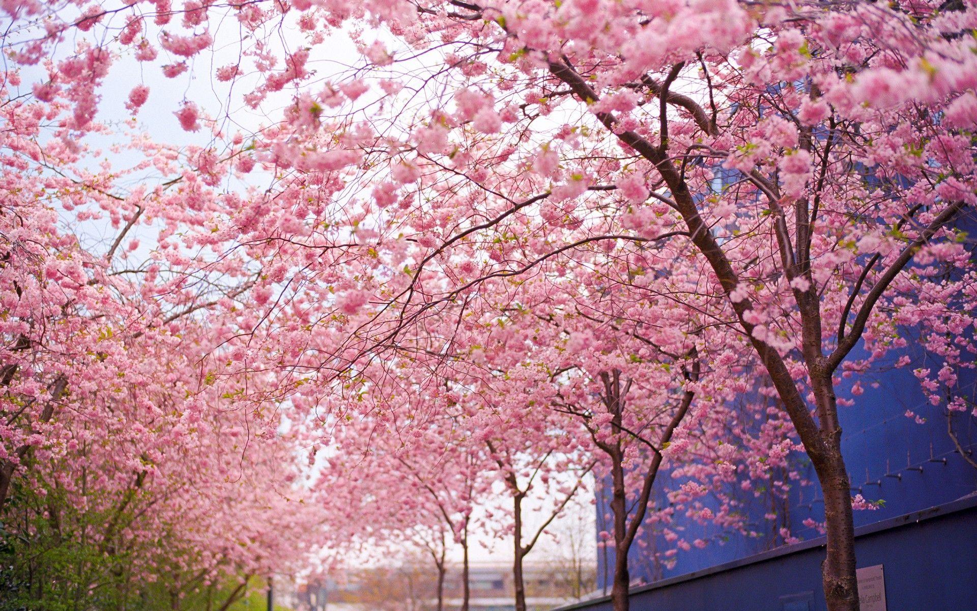 Cherry blossom. Черри блоссом дерево. Сакура черри блоссом дерево. Розовая Сакура. Дерево с красивыми розовыми цветами.